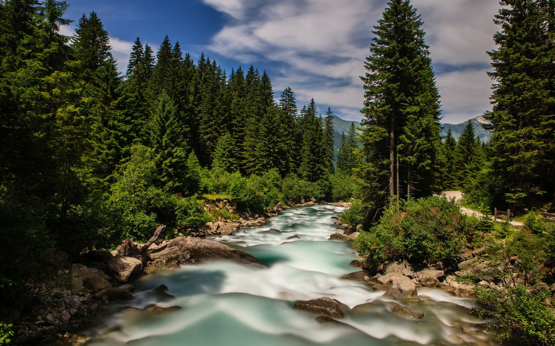 River flowing through a pine forest HD Wallpaper