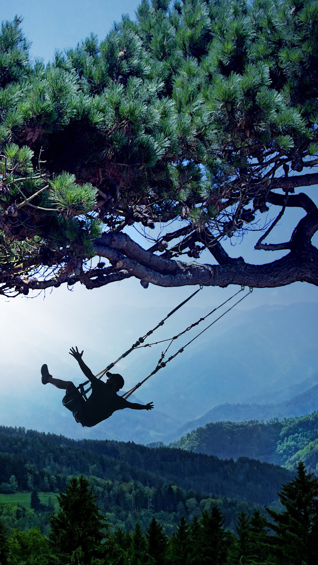 Silhouette of a person on a swing under a pine tree HD Phone Wallpaper