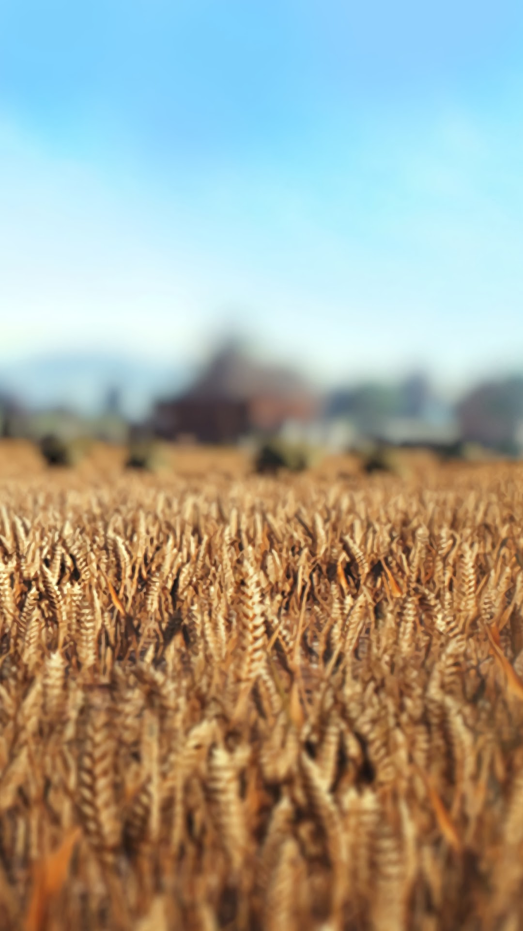 Wheat field with farm buildings in the background HD Phone Wallpaper