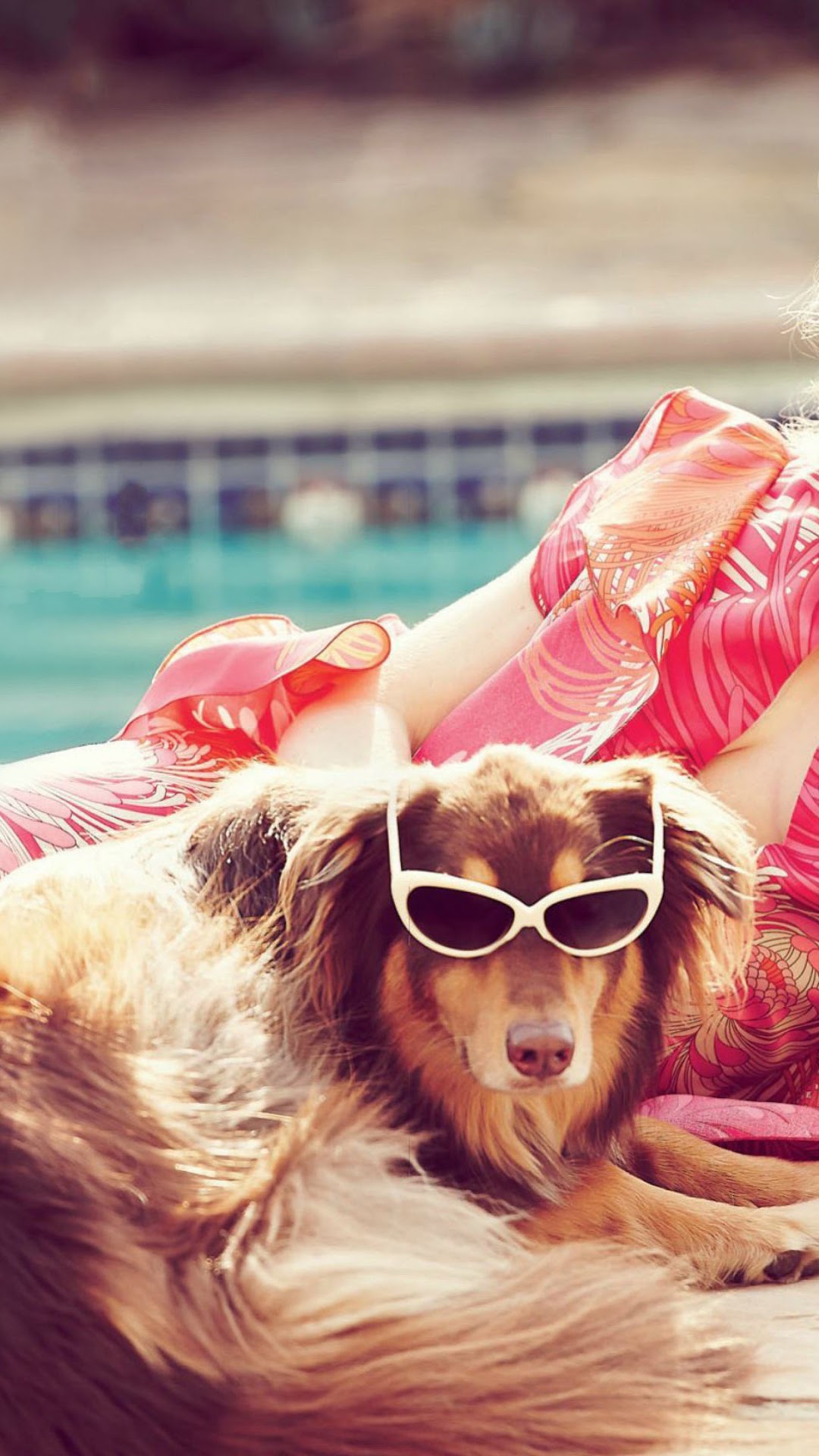 Dog wearing sunglasses by the pool HD Phone Wallpaper
