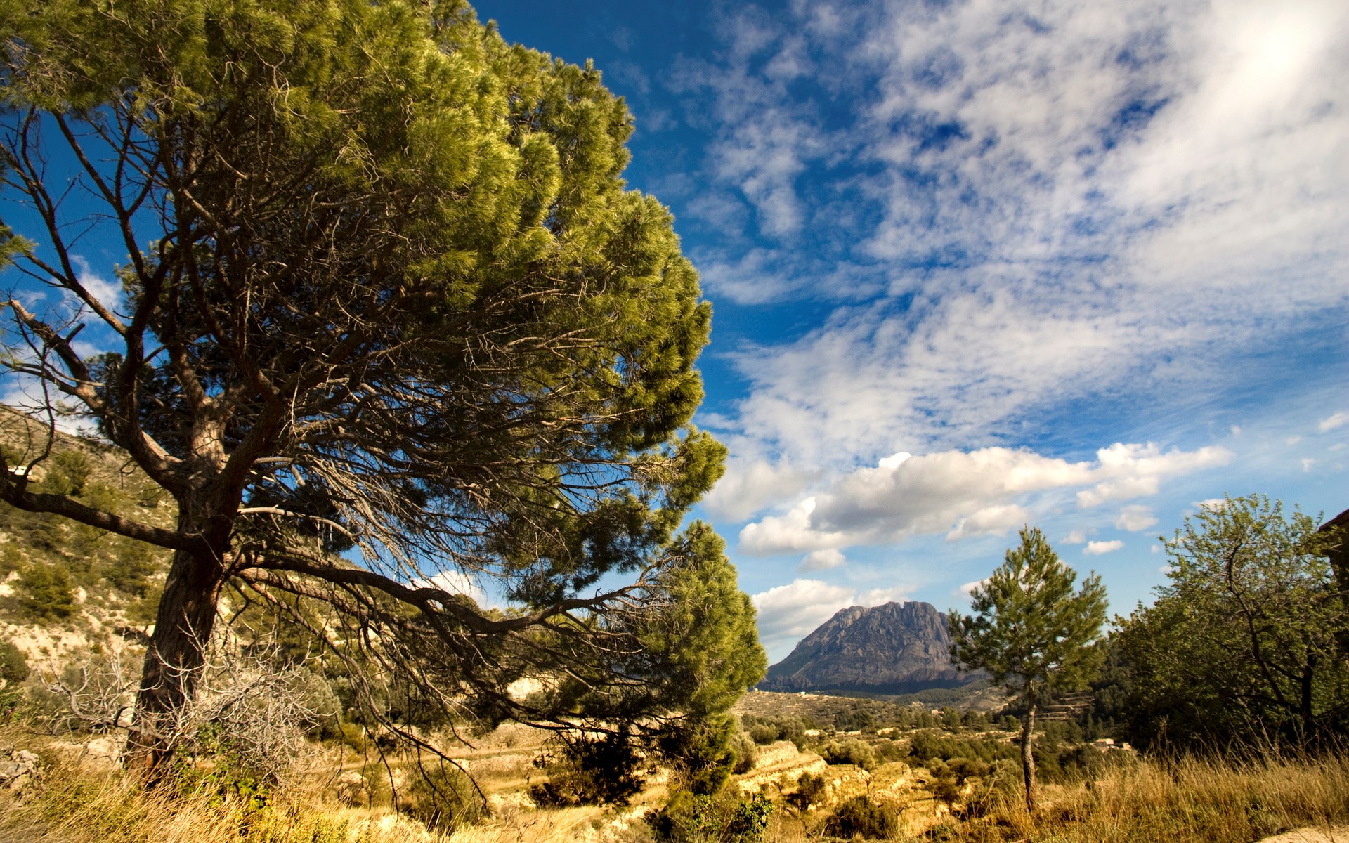 Pine tree in a dry landscape with mountains HD Wallpaper