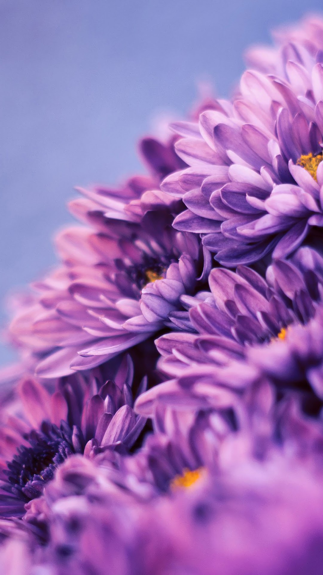 Purple Chrysanthemum Flowers Close-up HD Phone Wallpaper