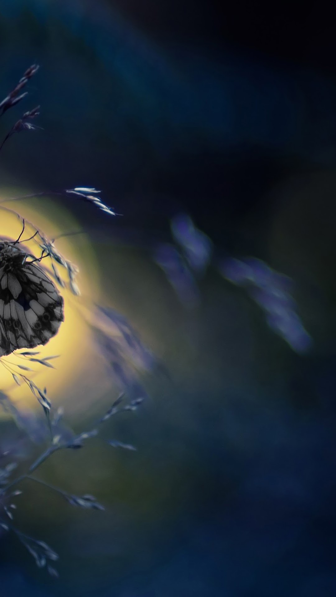 Close-up of a butterfly on a blade of grass HD Phone Wallpaper
