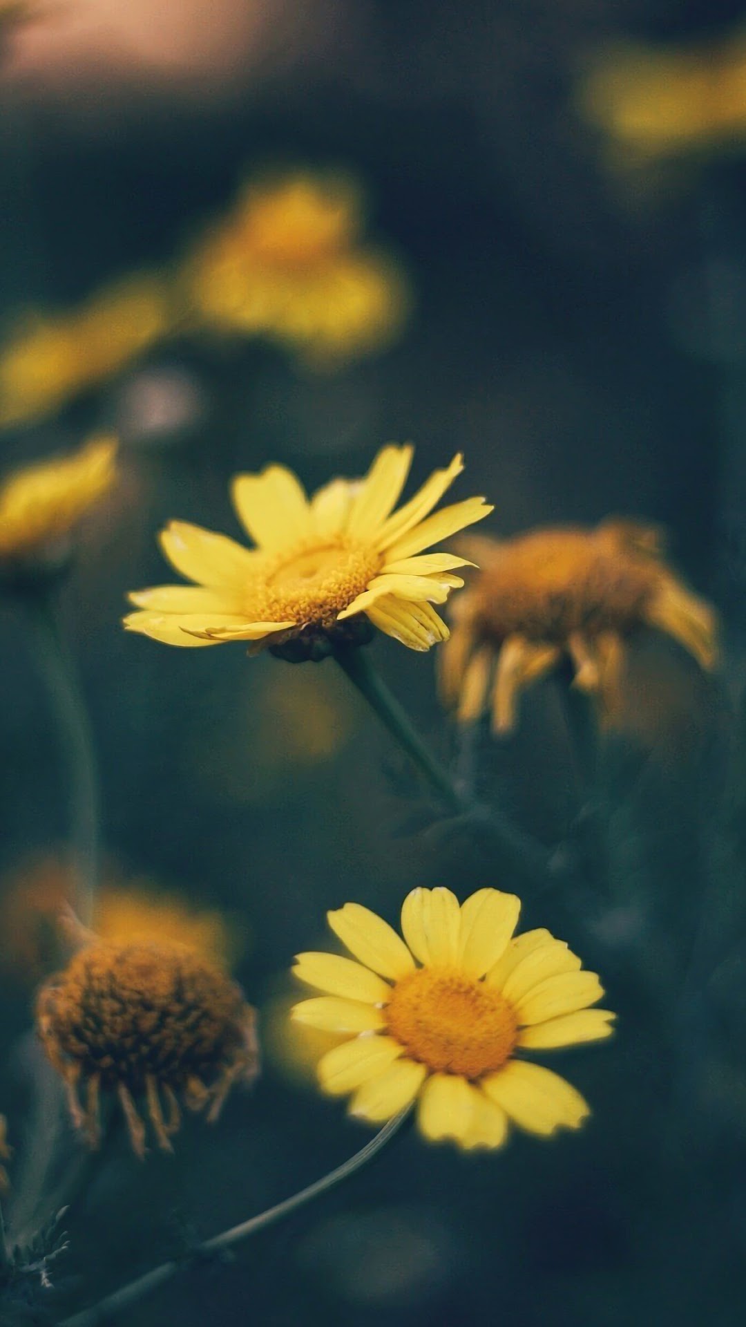 Yellow Daisies in a Field HD Phone Wallpaper