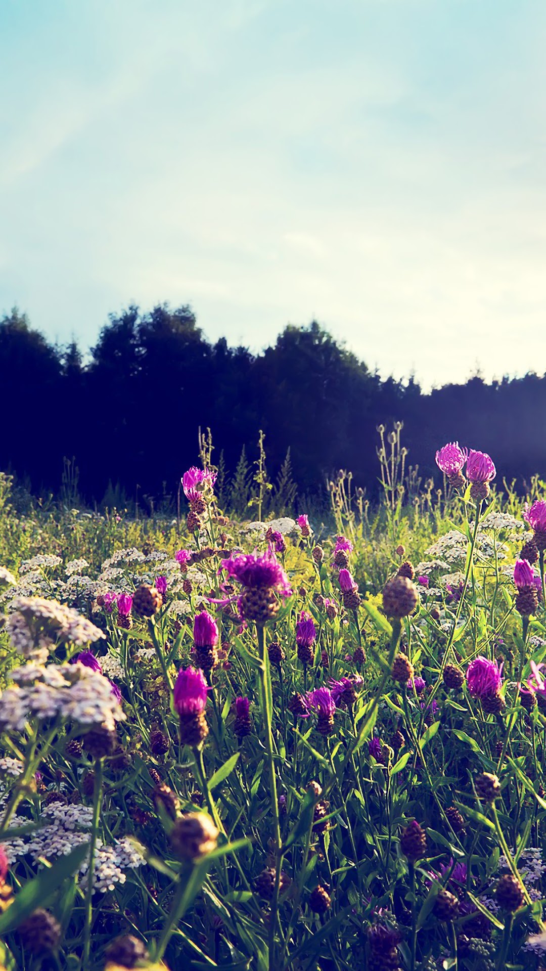 Field of purple and white flowers under a blue sky HD Phone Wallpaper
