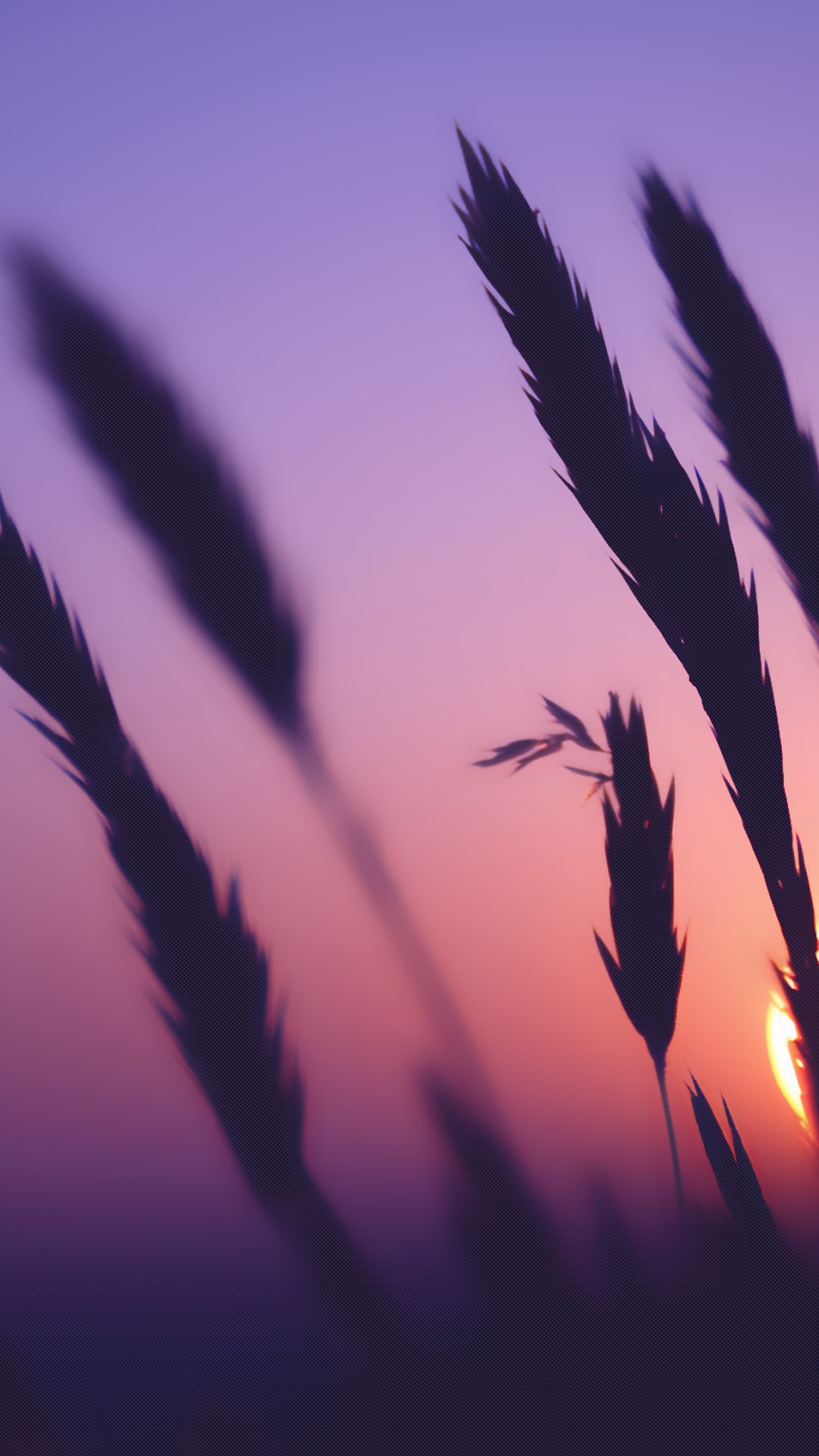 Silhouettes of grass against a sunset sky HD Phone Wallpaper