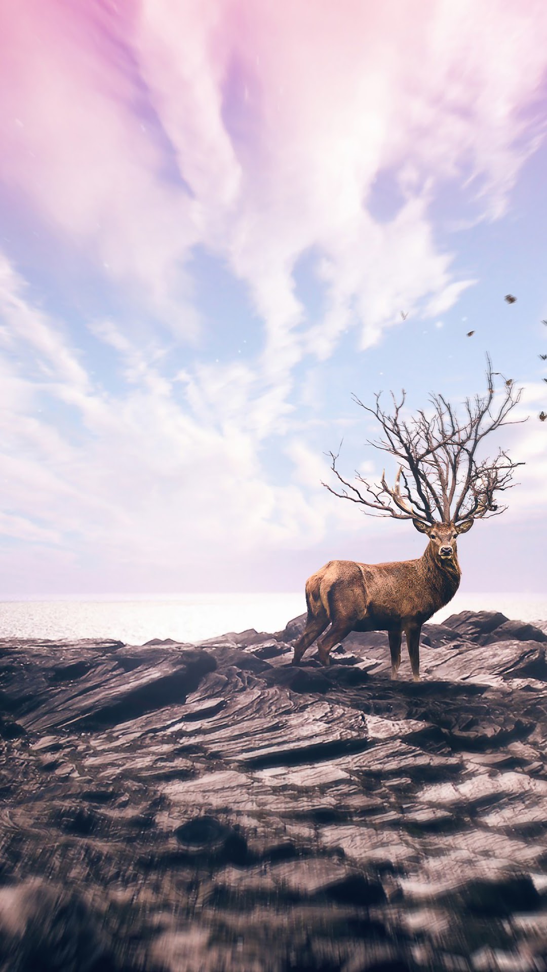 Deer with tree antlers on rocky shore HD Phone Wallpaper
