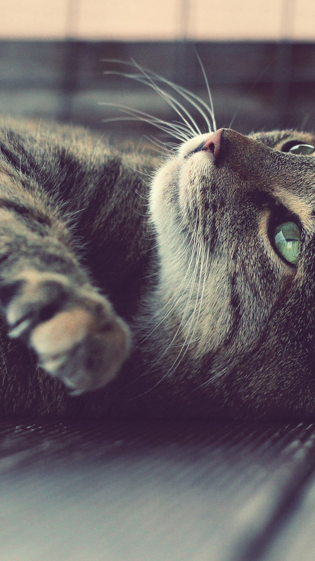 Close-up of a tabby cat lying down HD Phone Wallpaper