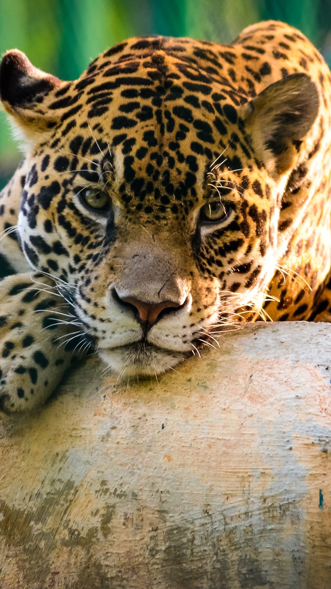 Close-up of a Jaguar resting on a rock HD Phone Wallpaper
