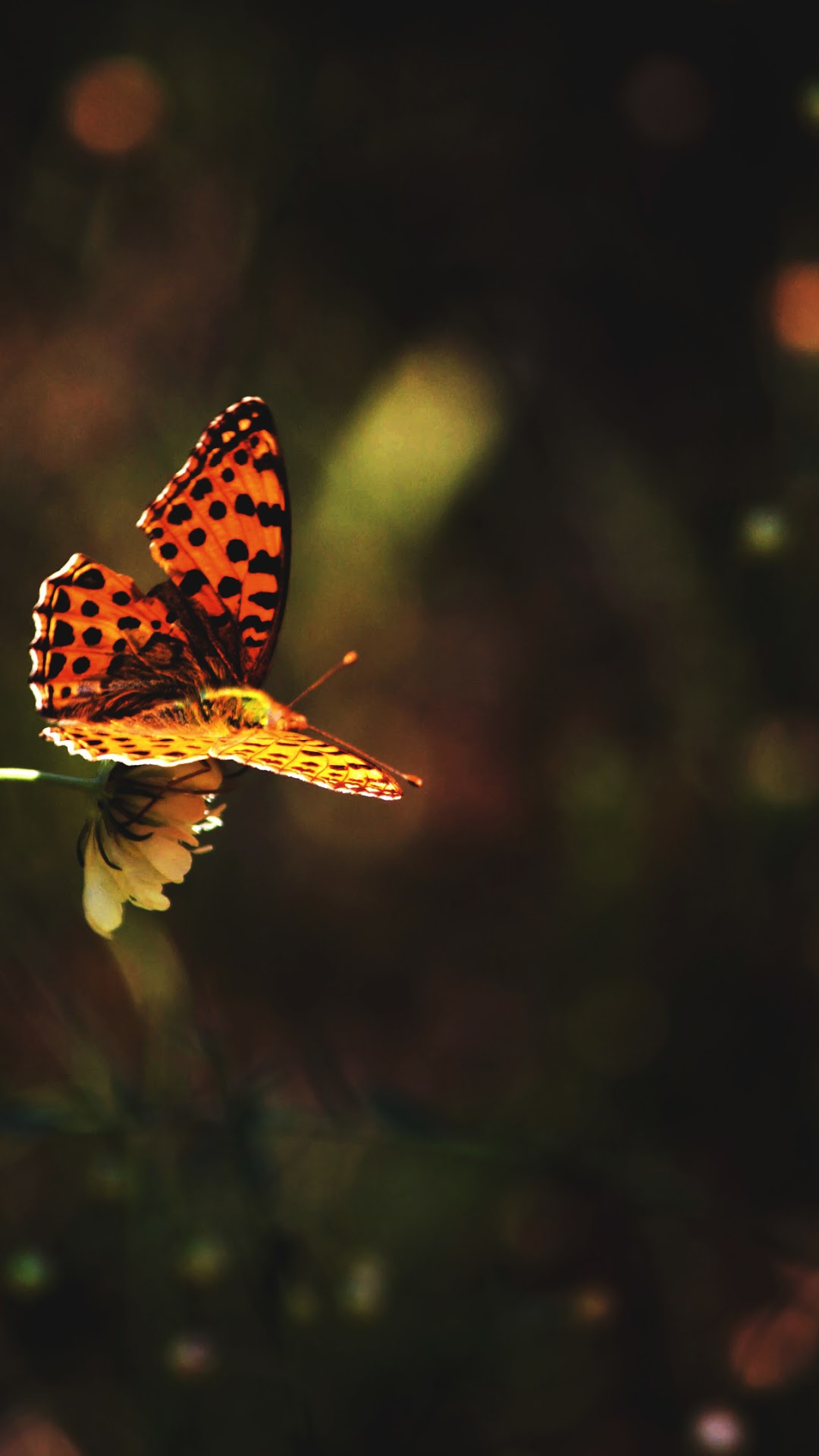 Orange butterfly with black spots on a flower HD Phone Wallpaper