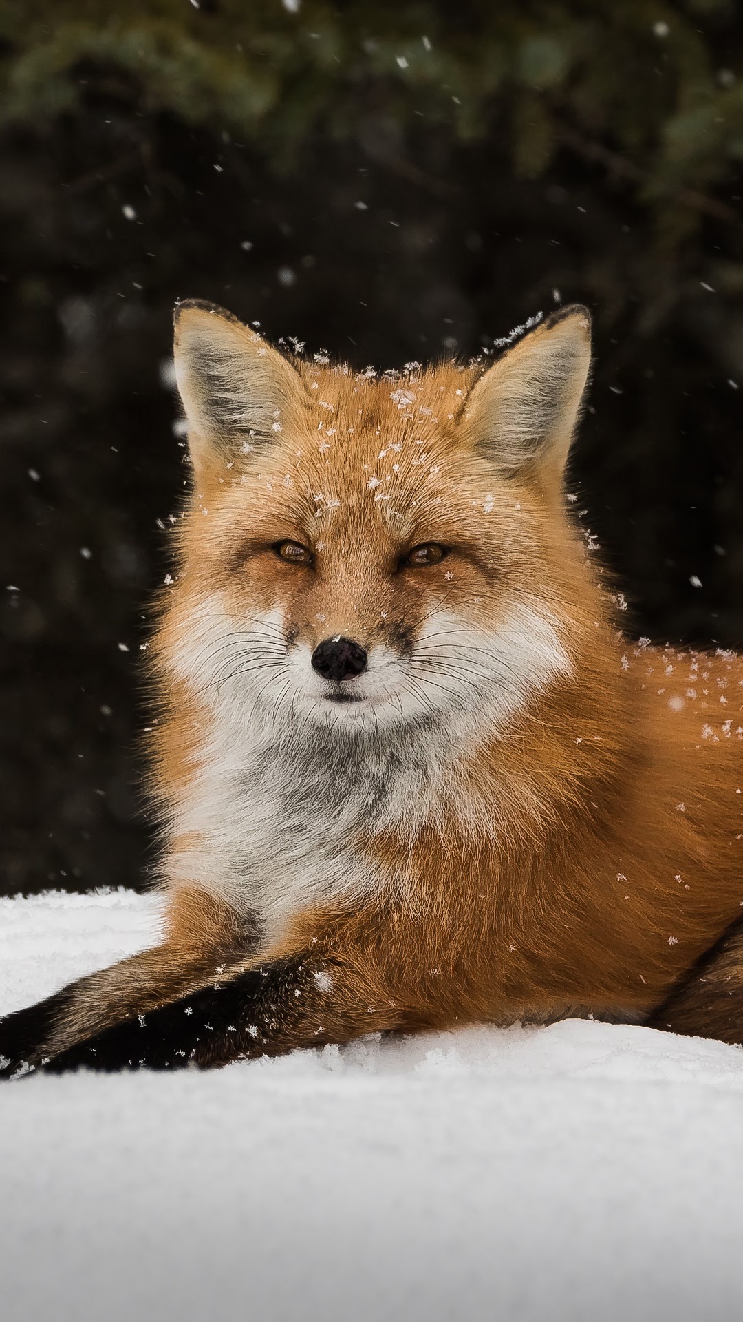Red Fox in Snow HD Phone Wallpaper