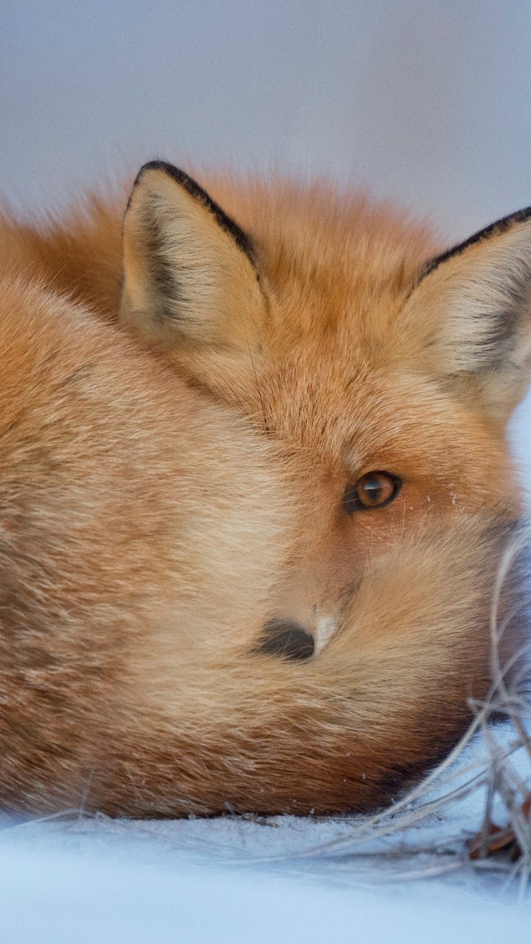 Red Fox curled up in the snow HD Phone Wallpaper