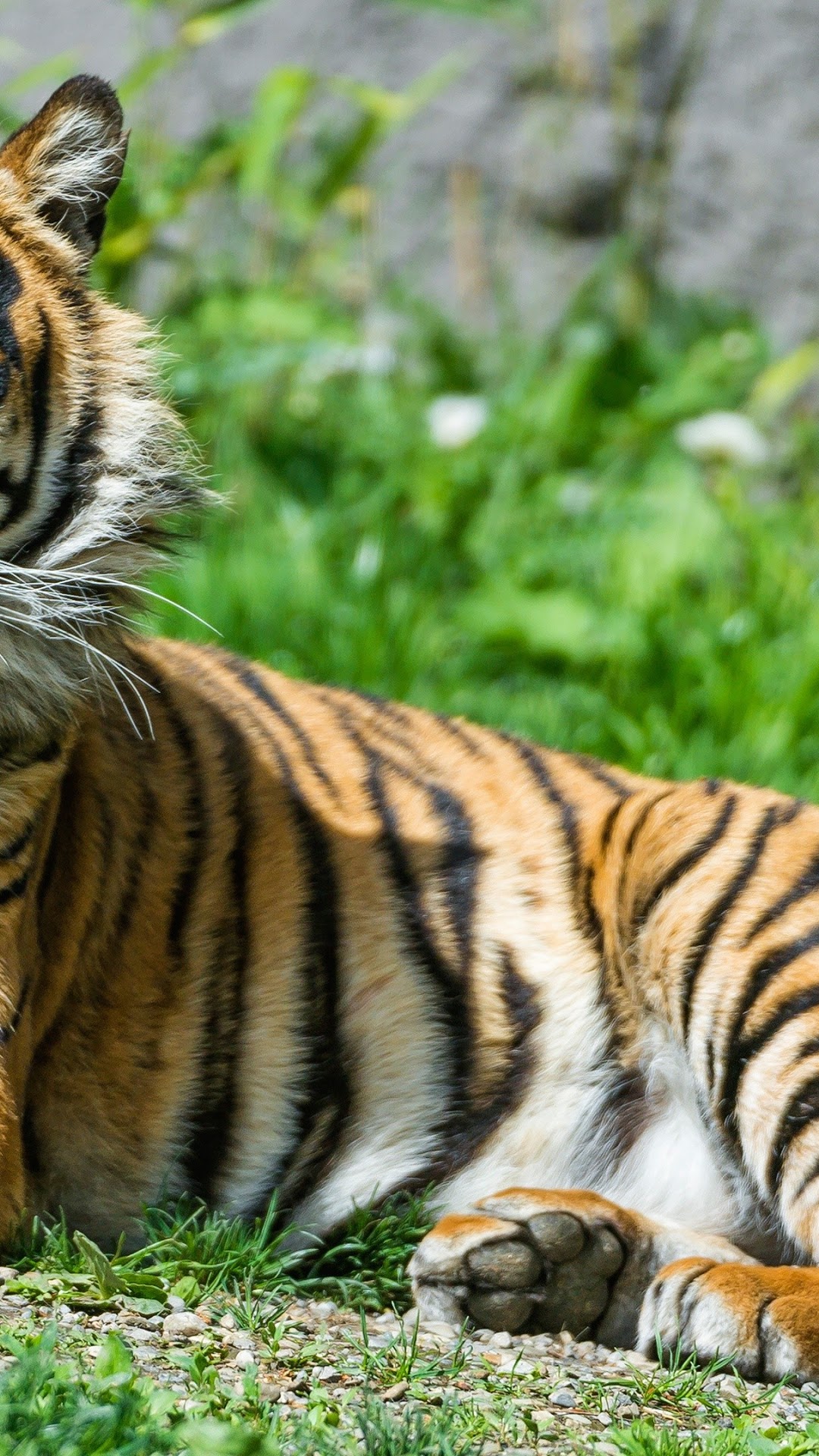 Tiger lying on grass HD Phone Wallpaper