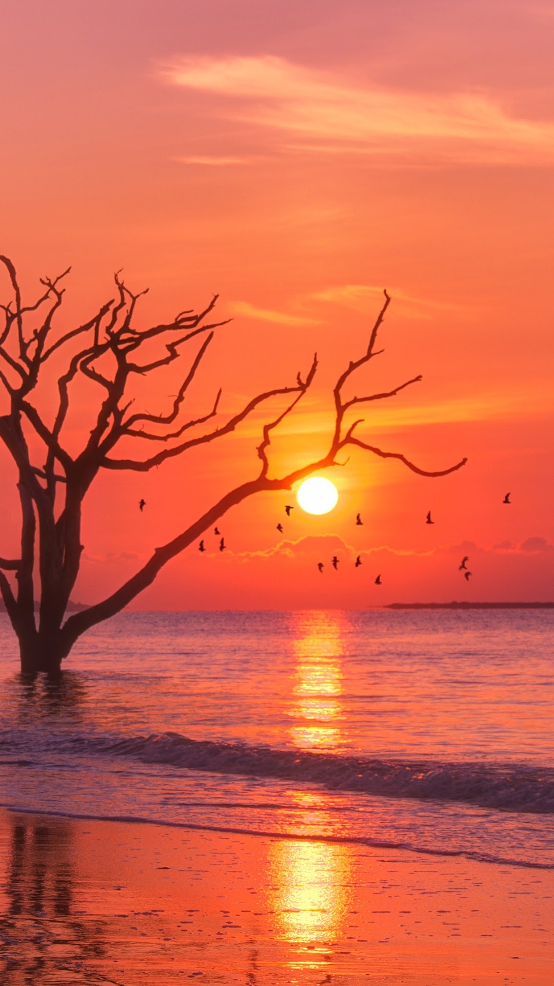 Sunset over the sea with a dead tree and birds HD Phone Wallpaper