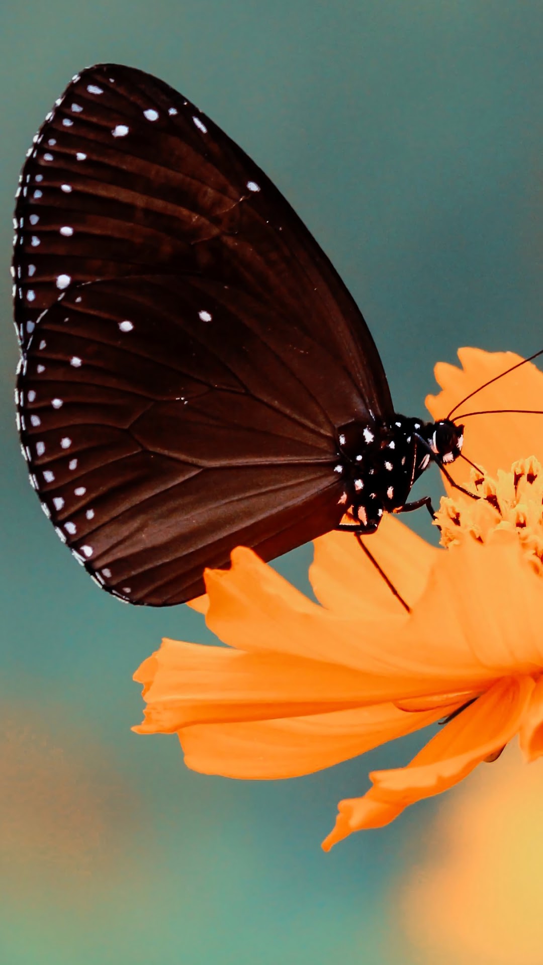 Brown butterfly with white spots on an orange flower HD Phone Wallpaper