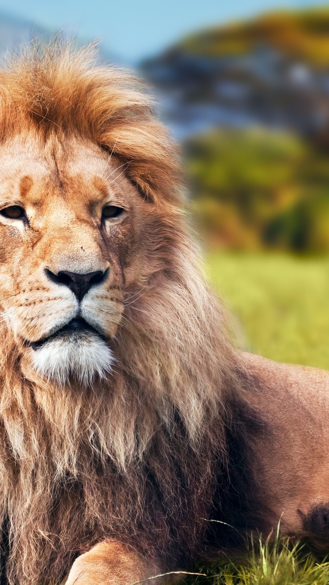 Lion with mane in a grassy field HD Phone Wallpaper