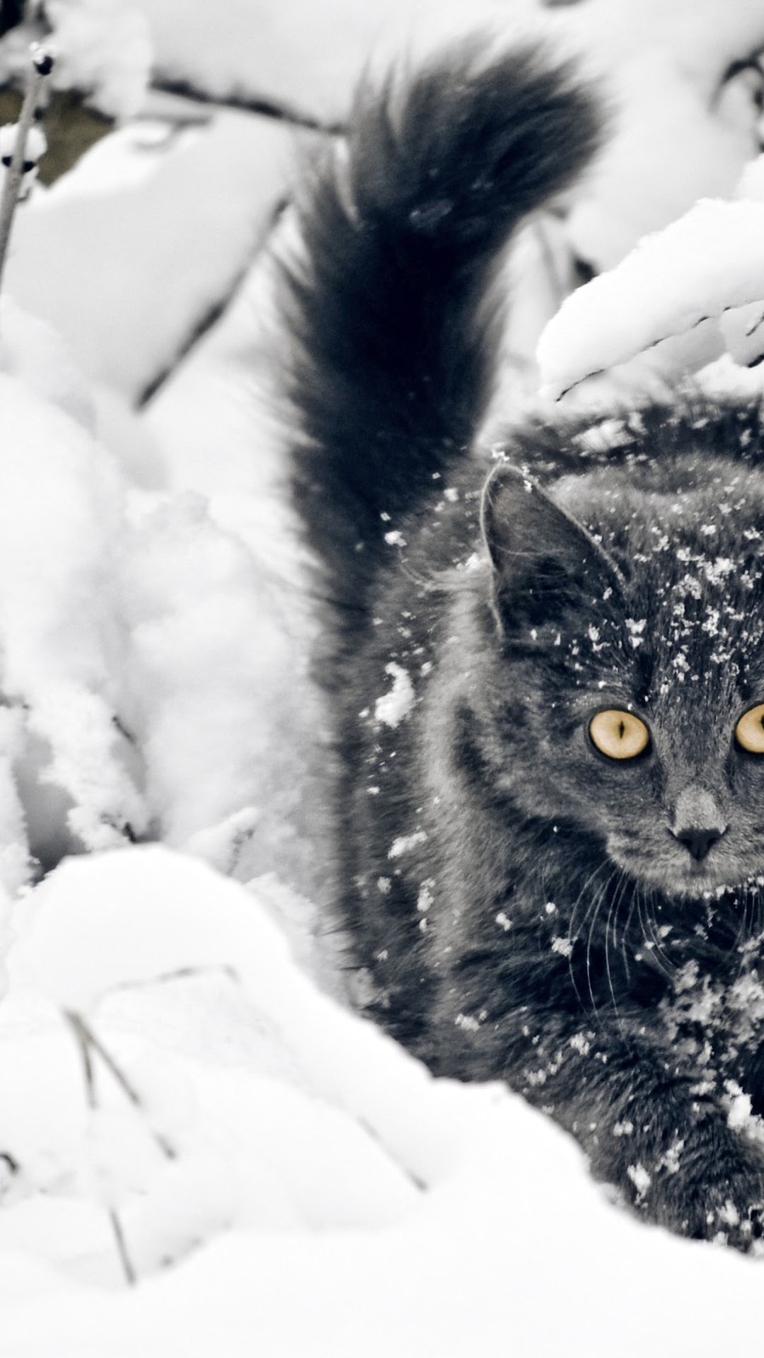 Gray cat in the snow HD Phone Wallpaper
