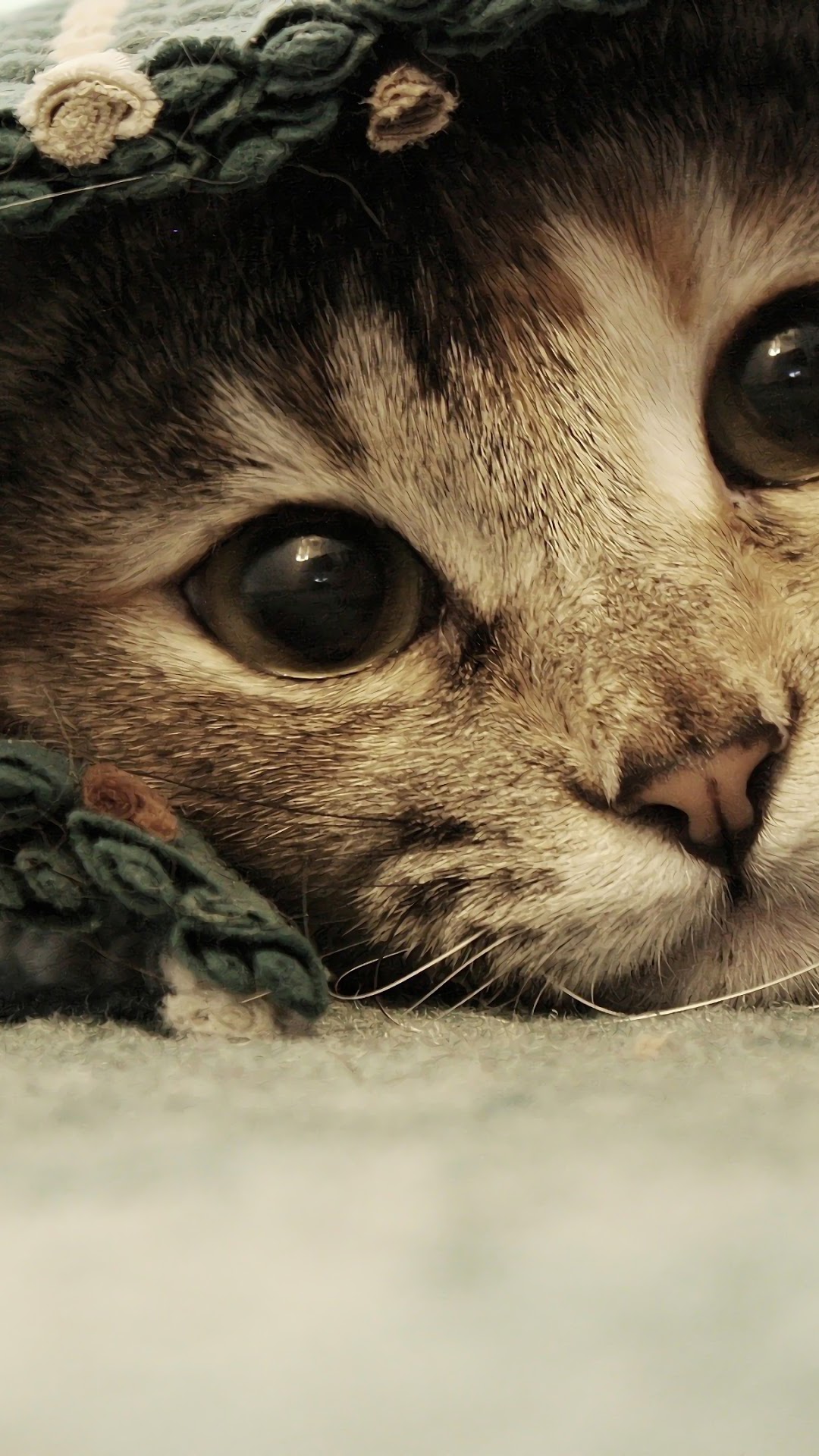 Close-up of a tabby cat's face HD Phone Wallpaper
