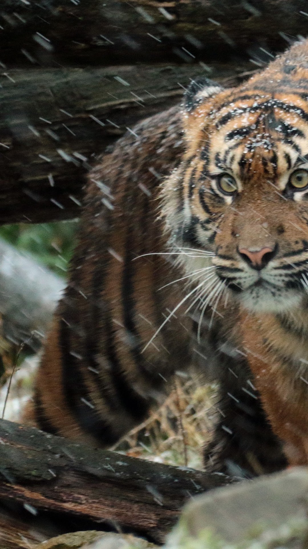 Tiger in Snow HD Phone Wallpaper