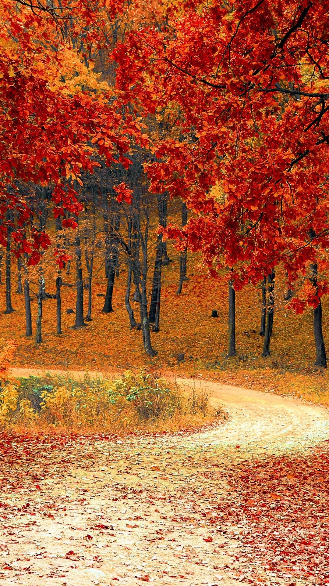 Autumn forest with red and orange leaves and a path HD Phone Wallpaper