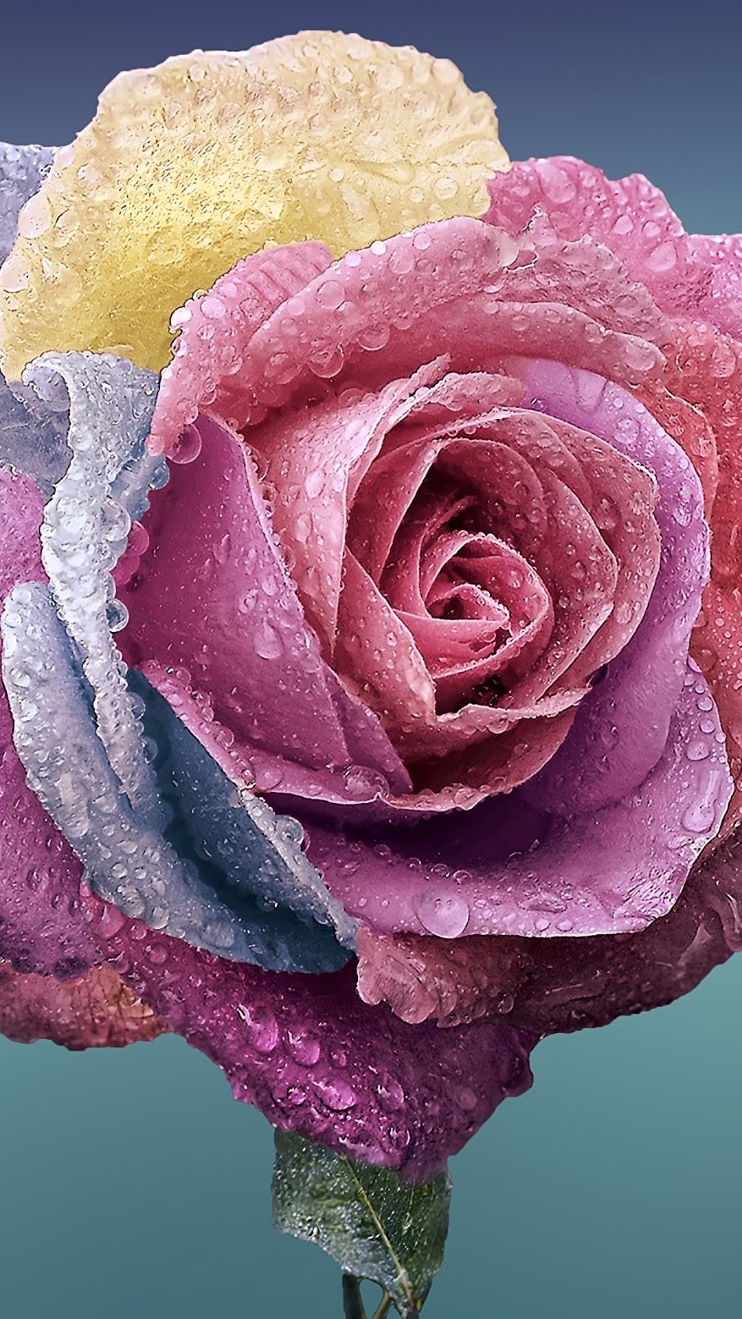 Close up of a multi-colored rose with water droplets HD Phone Wallpaper