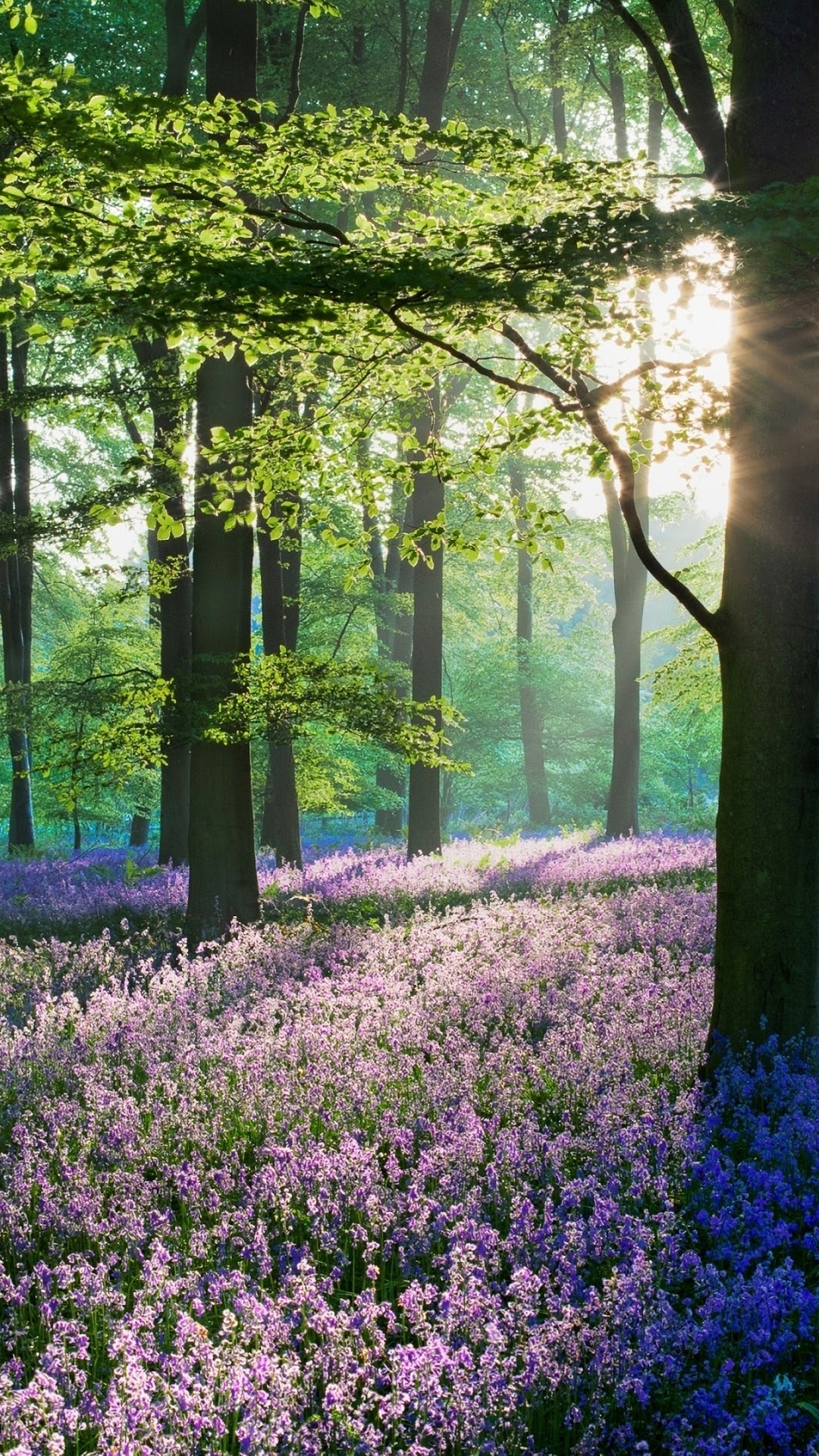 Forest floor covered in purple bluebells with sunbeams HD Phone Wallpaper
