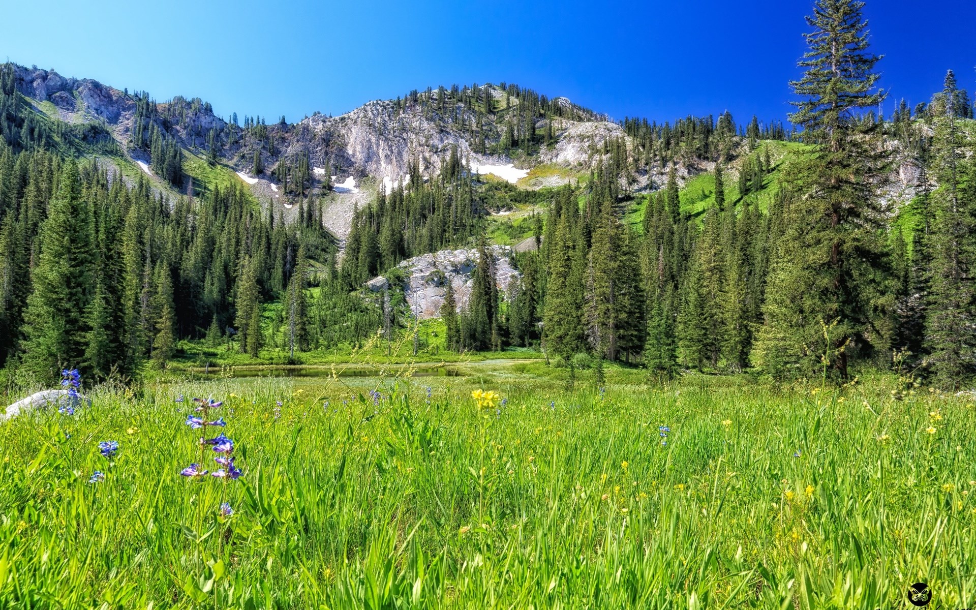 Mountain meadow with wildflowers and pine forest HD Wallpaper