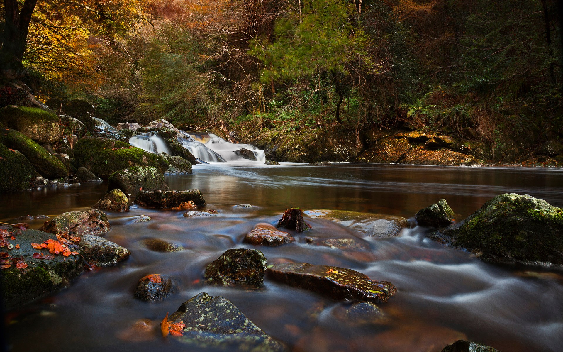 River flowing through a forest in autumn HD Wallpaper
