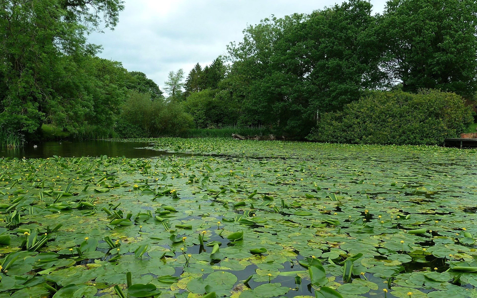 Pond covered in lily pads and trees HD Wallpaper