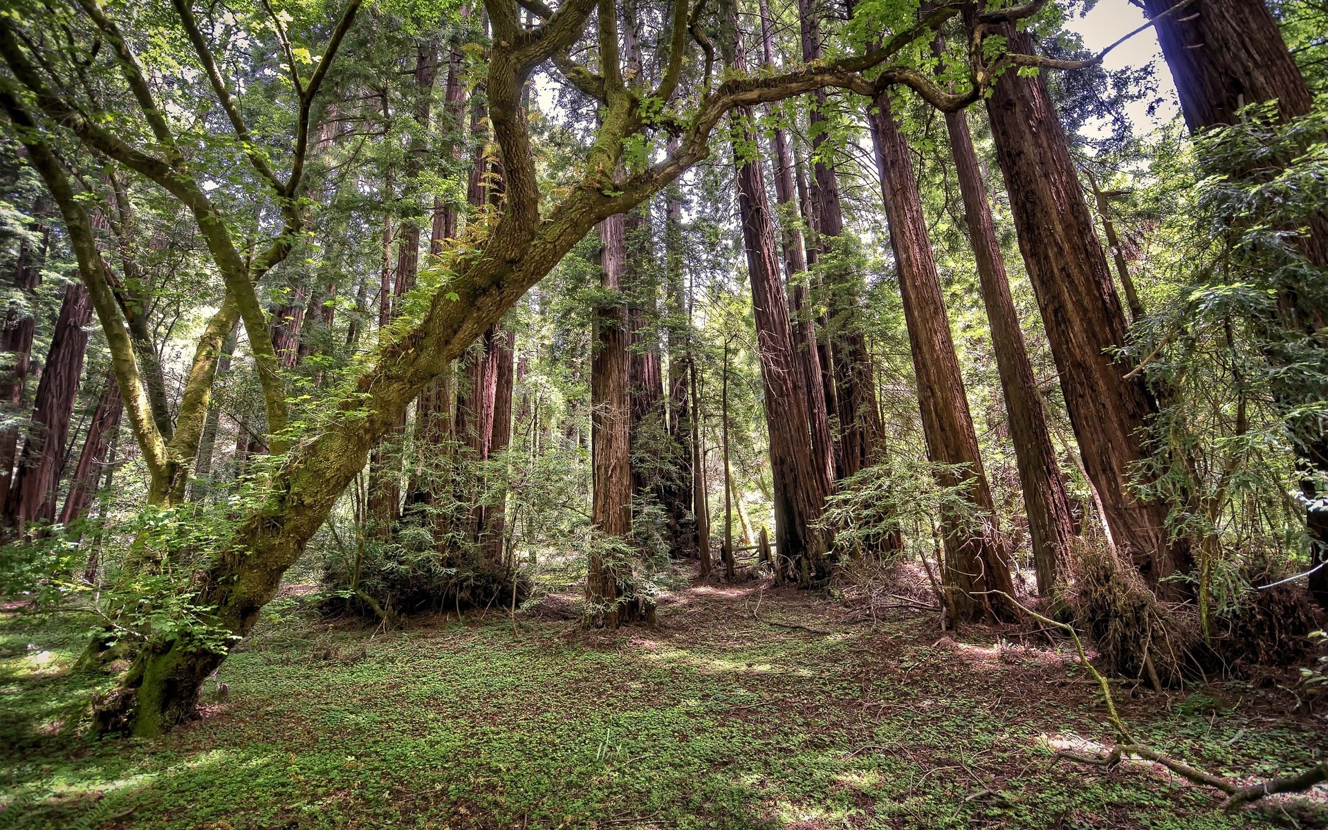 Redwood forest with sunlight filtering through trees HD Wallpaper