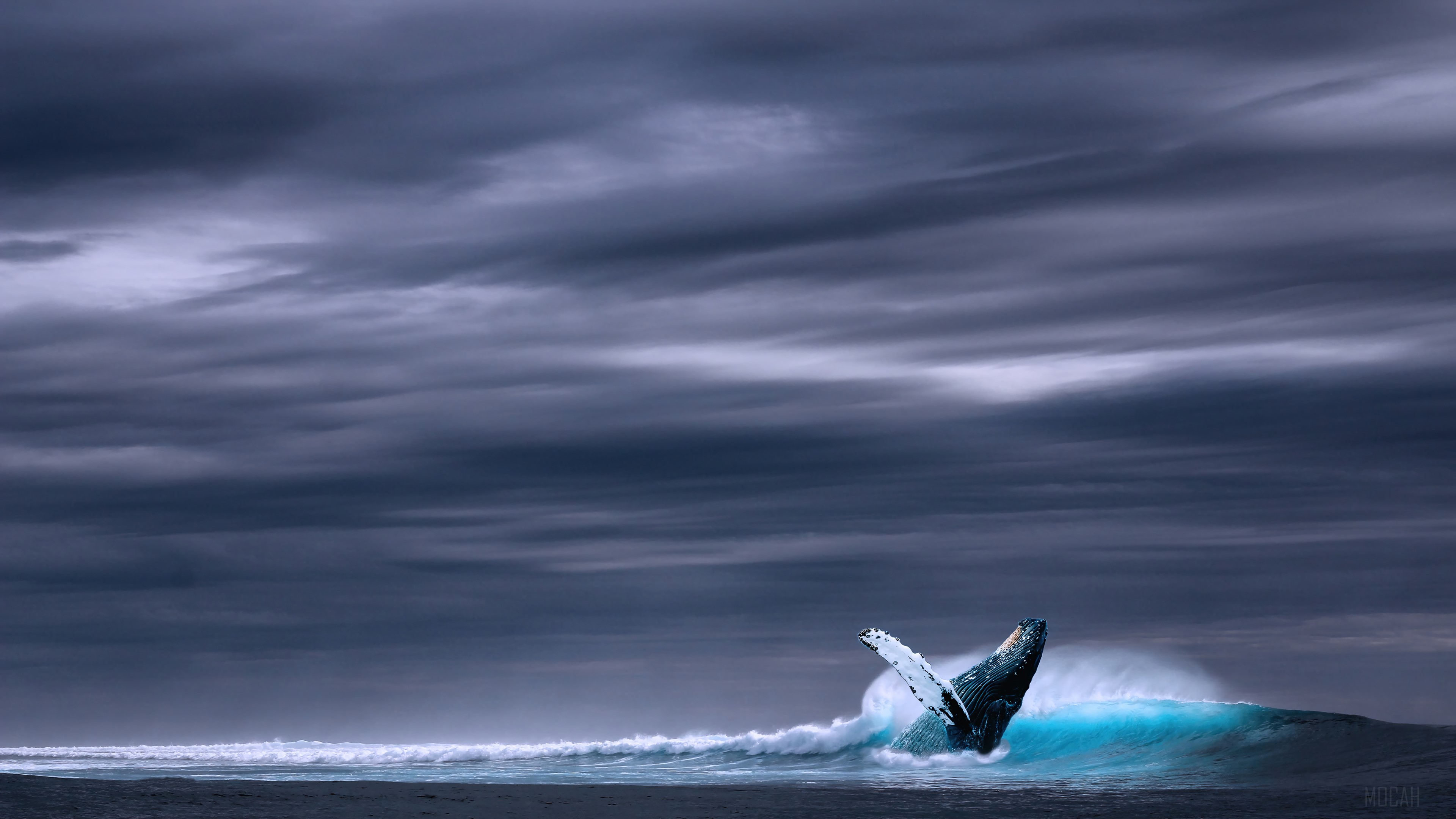 Humpback Whale Breaching in Ocean Wave 4K HD Wallpaper