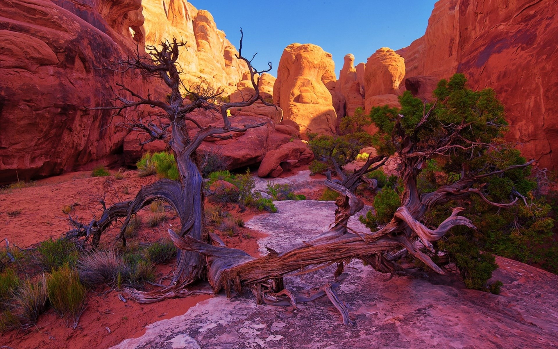 Twisted trees in a desert canyon with red rock formations HD Wallpaper