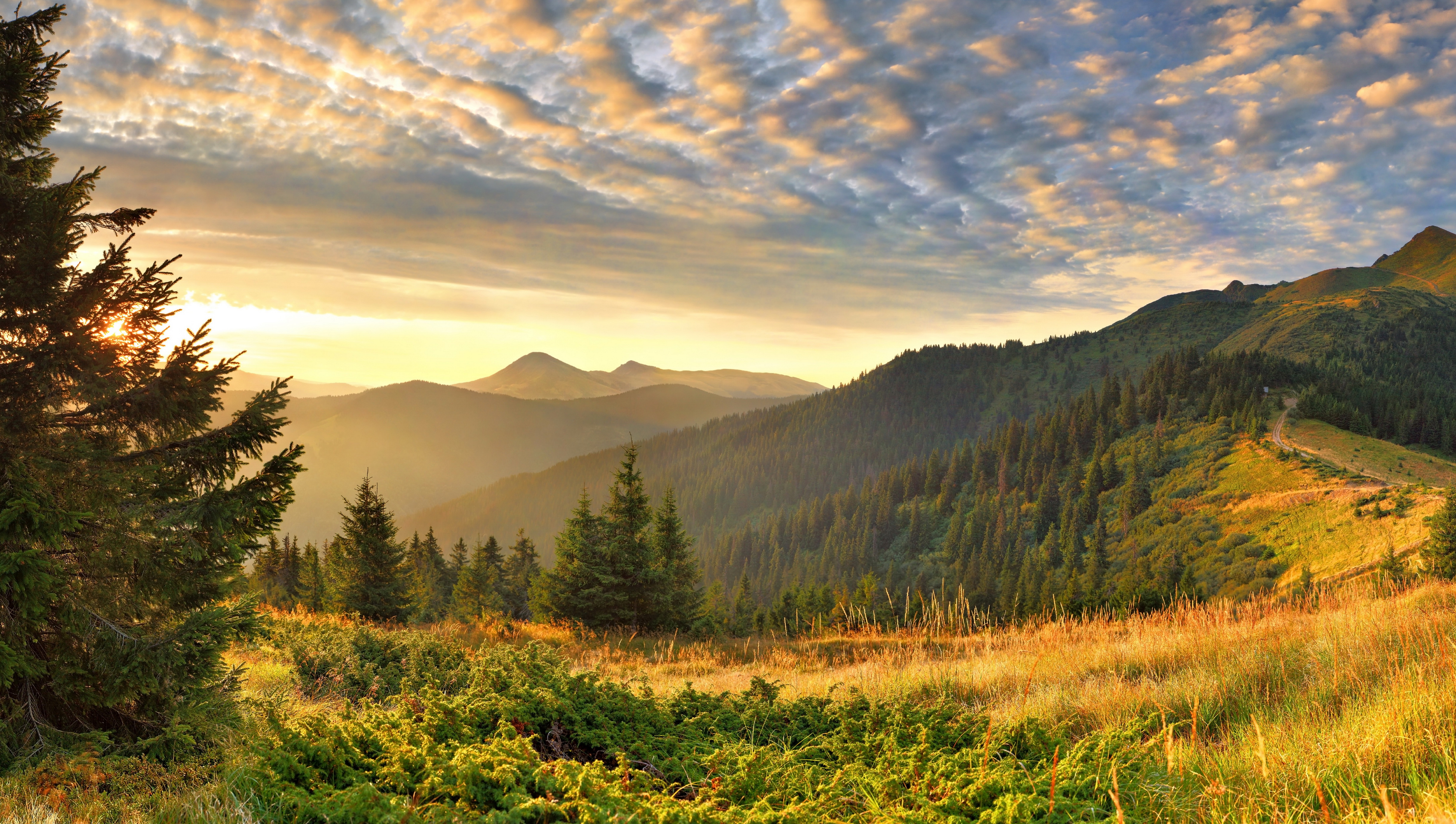 Sunrise over mountains with pine trees and grassy foreground HD Wallpaper