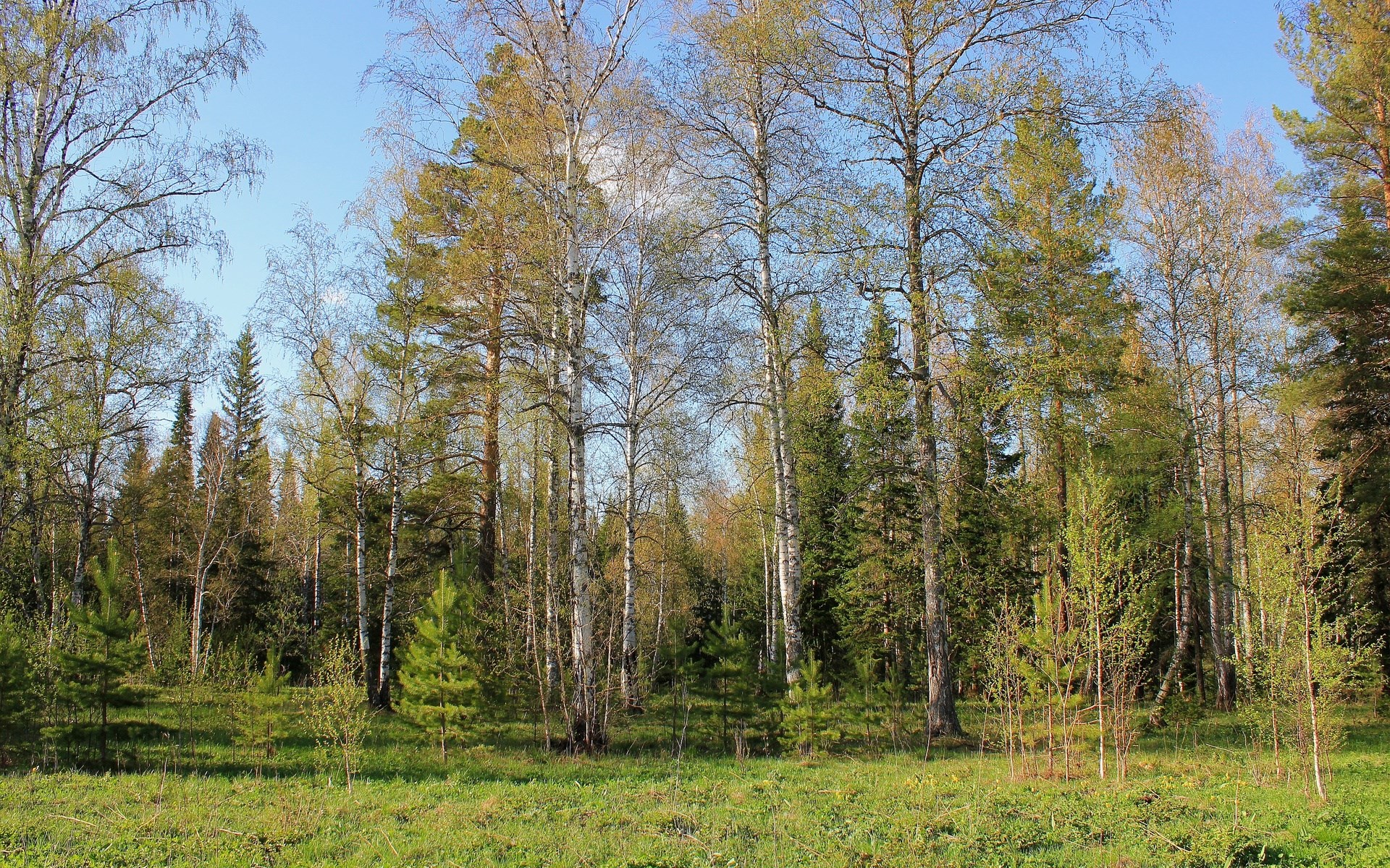 Forest with birch and pine trees under a blue sky HD Wallpaper