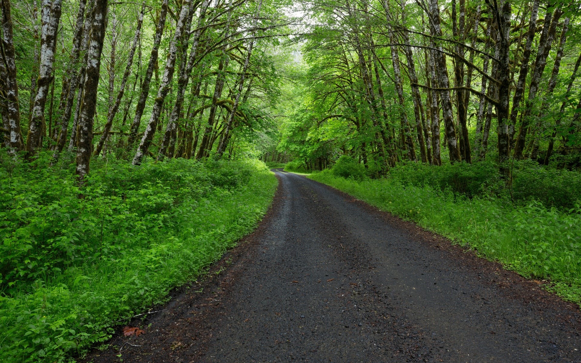 A paved road winds through a dense forest. HD Wallpaper