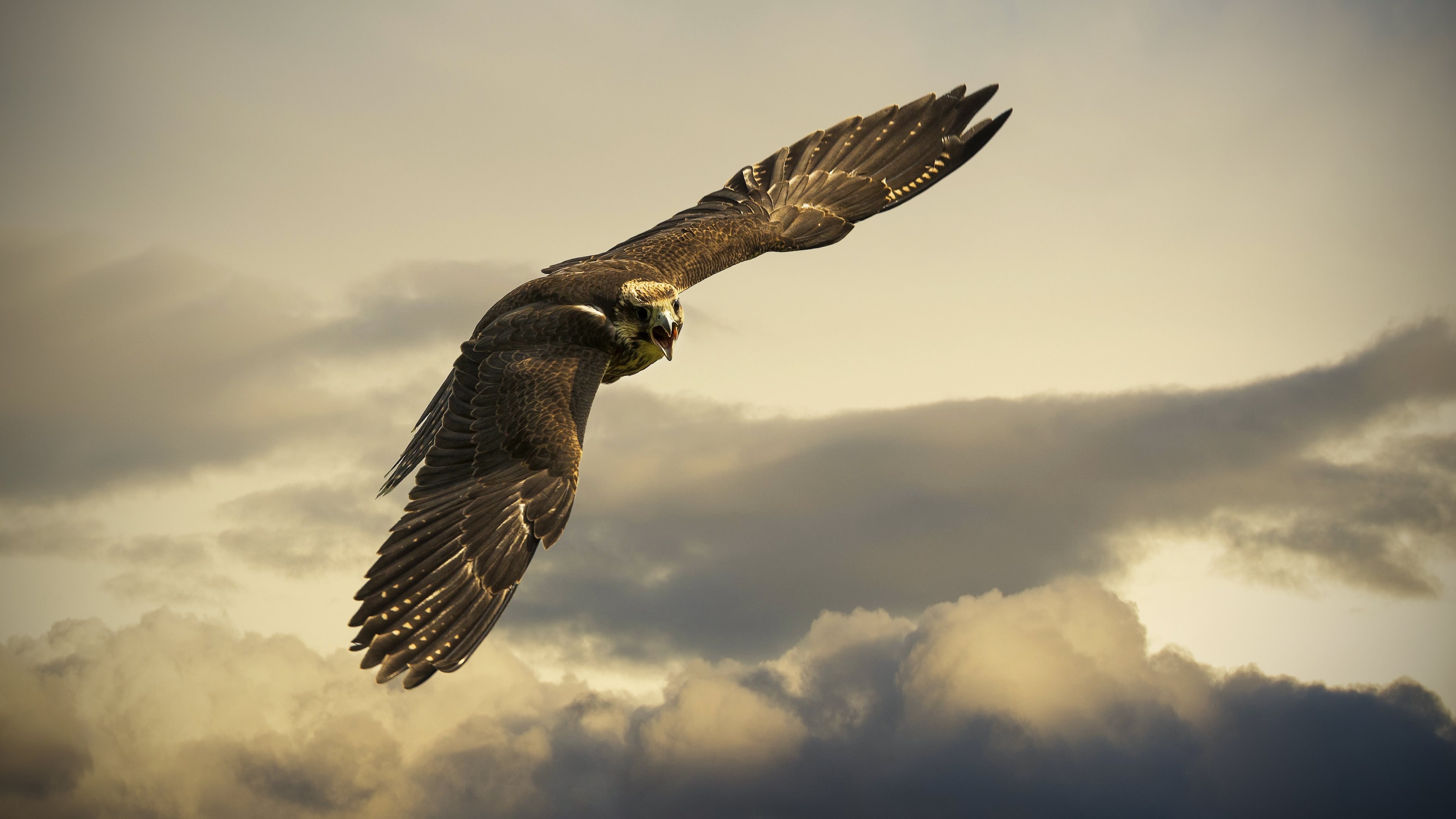 Falcon in flight against cloudy sky HD Wallpaper