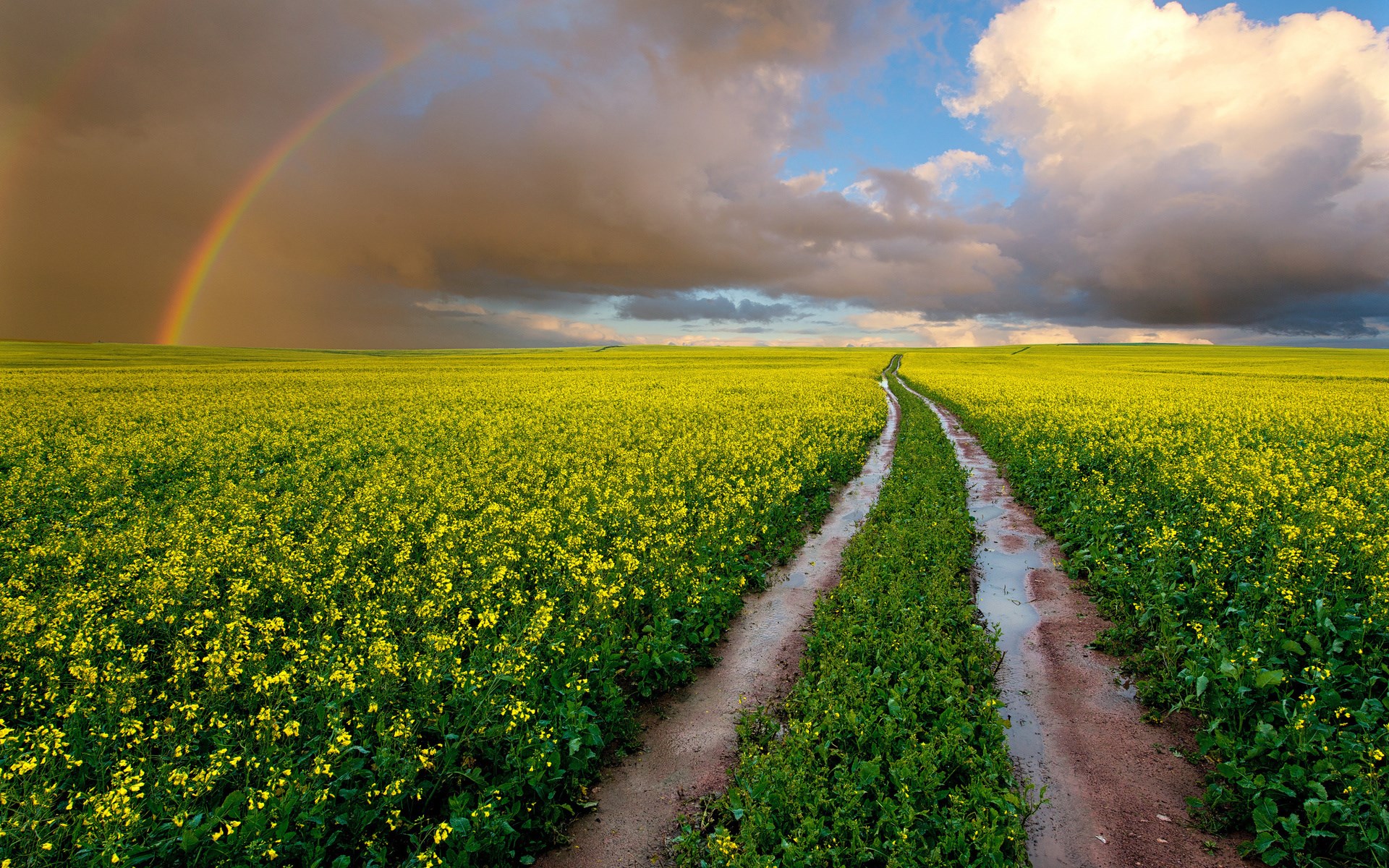 Dirt road through a yellow canola field with a rainbow HD Wallpaper