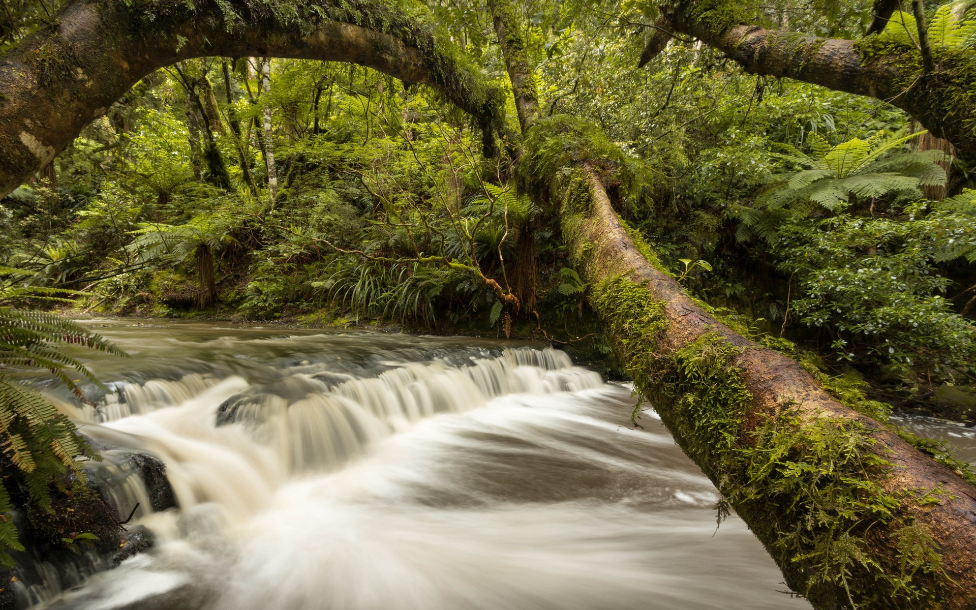 Mossy fallen tree over a flowing forest stream HD Wallpaper