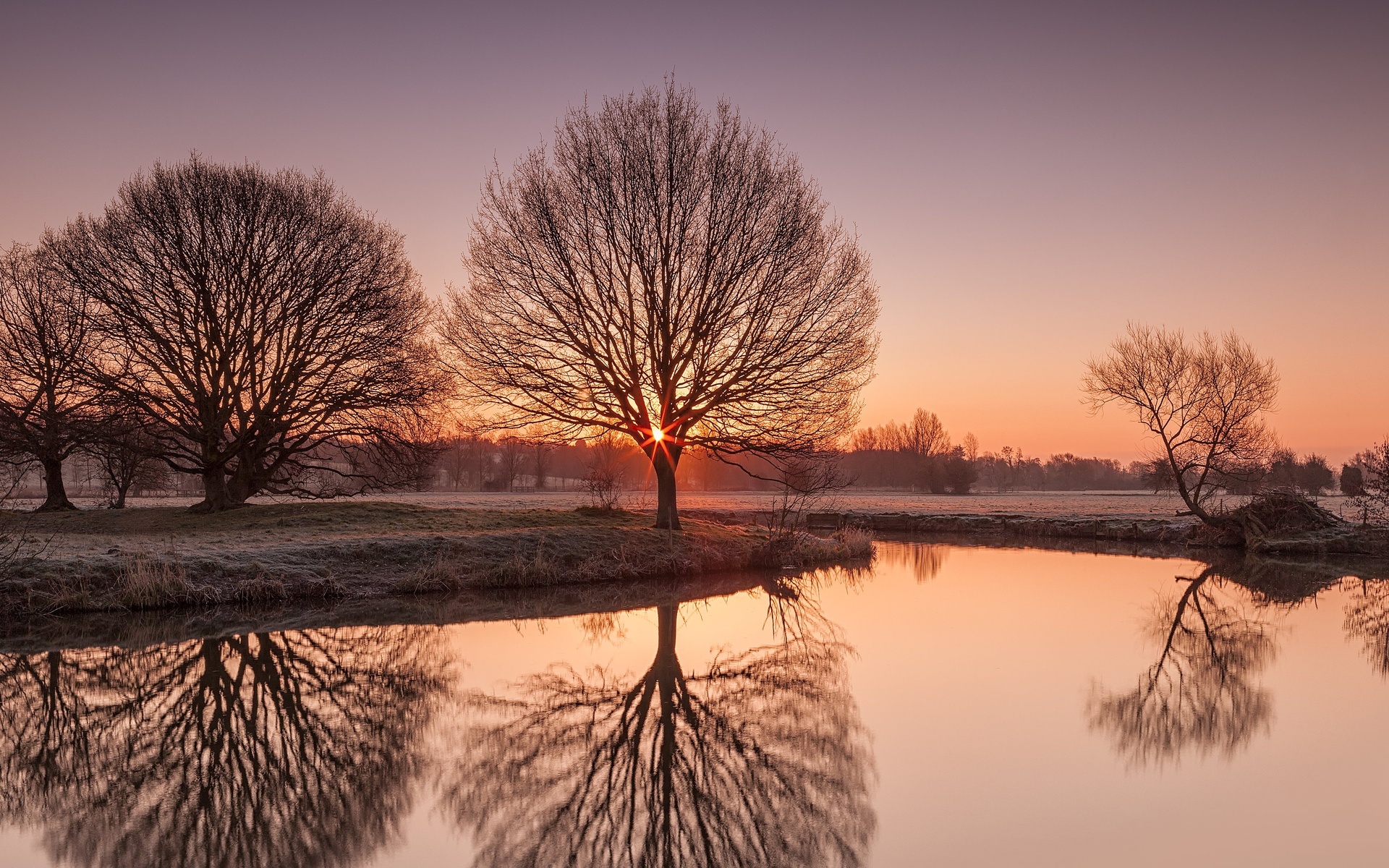 Bare trees reflected in a river at sunrise HD Wallpaper