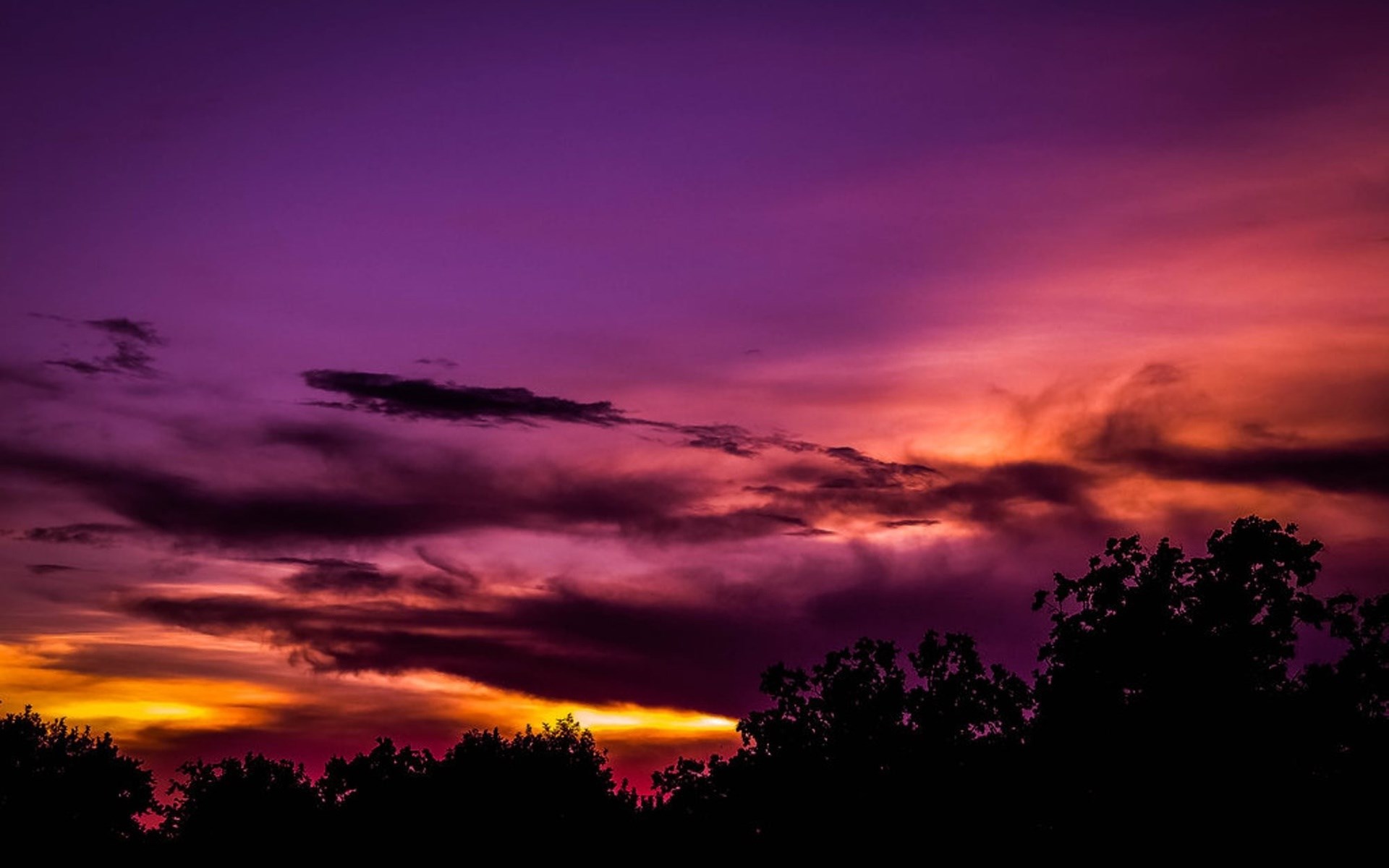 Silhouette of trees against a vibrant sunset sky HD Wallpaper