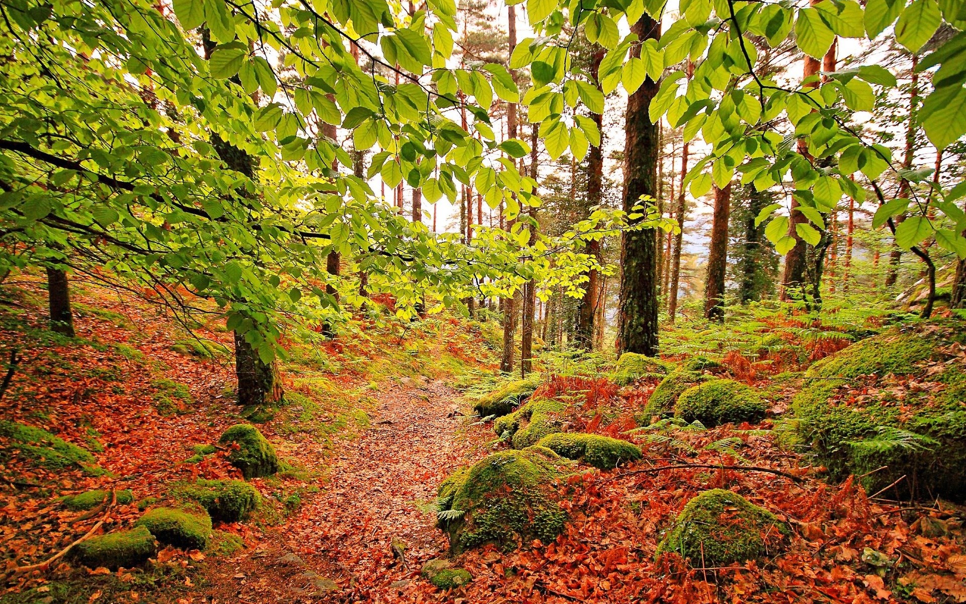 Forest path with fallen leaves and mossy rocks HD Wallpaper