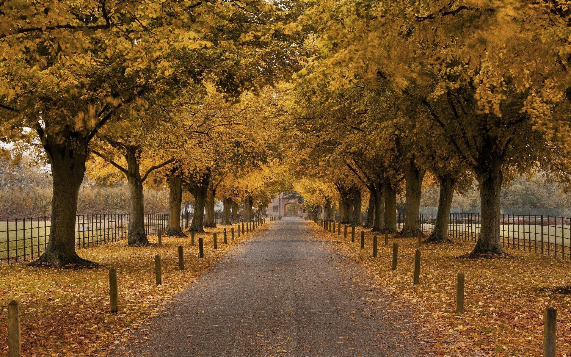 Tree-lined road in autumn with fallen leaves HD Wallpaper