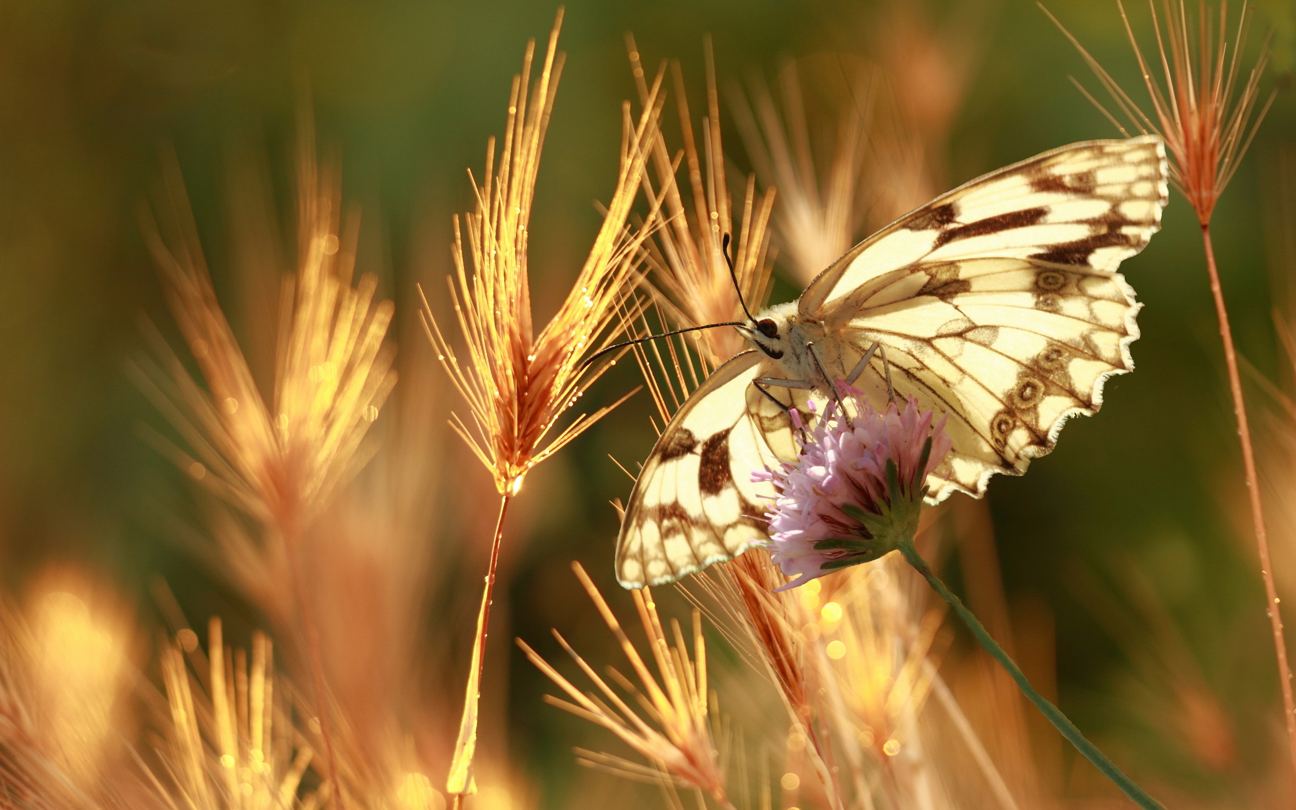 Close-up of a butterfly on a flower with wheat stalks HD Wallpaper