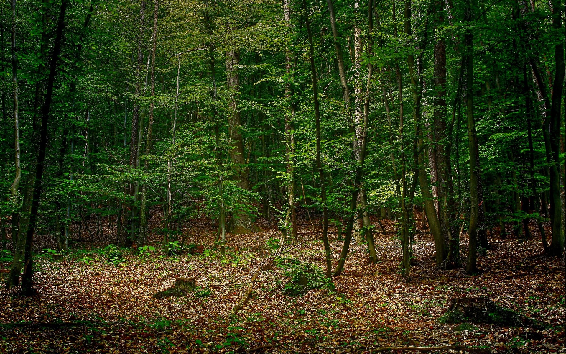 A dense forest with fallen leaves on the ground HD Wallpaper