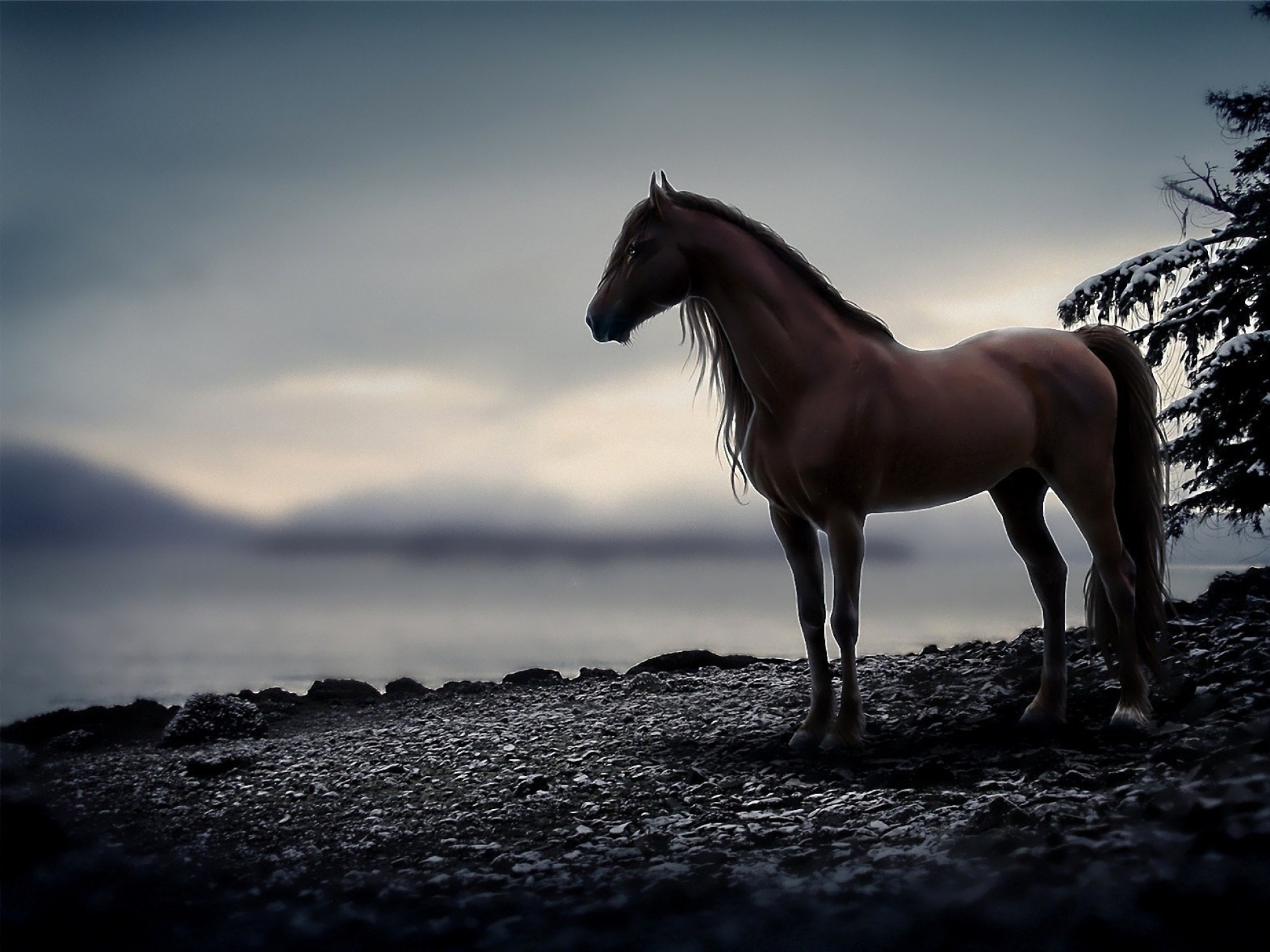 Brown horse standing on rocky shore near snow-covered tree HD Wallpaper