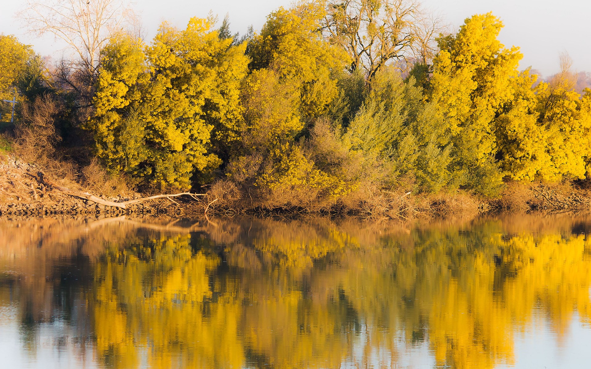 Yellow trees reflected in a calm river HD Wallpaper