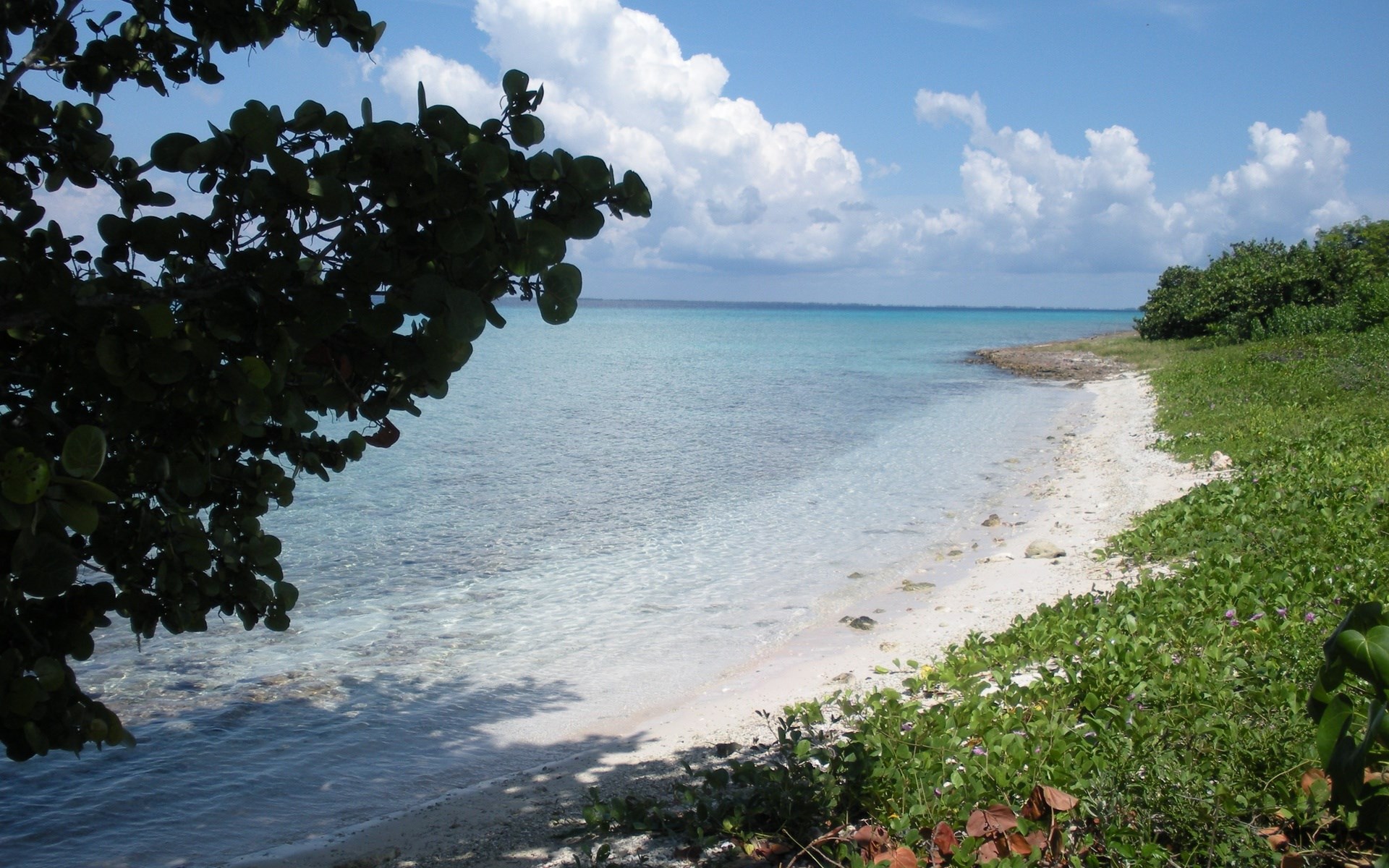 Tropical beach with clear turquoise water and green foliage HD Wallpaper