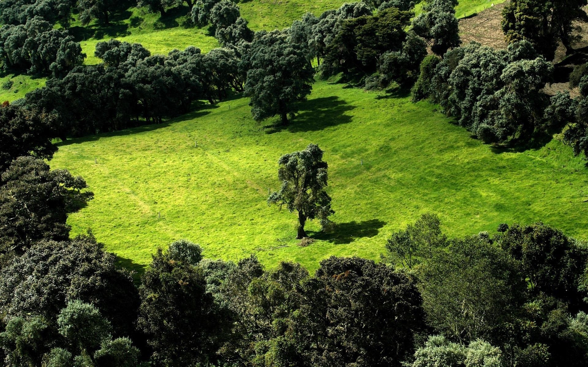 Green rolling hills with scattered trees HD Wallpaper