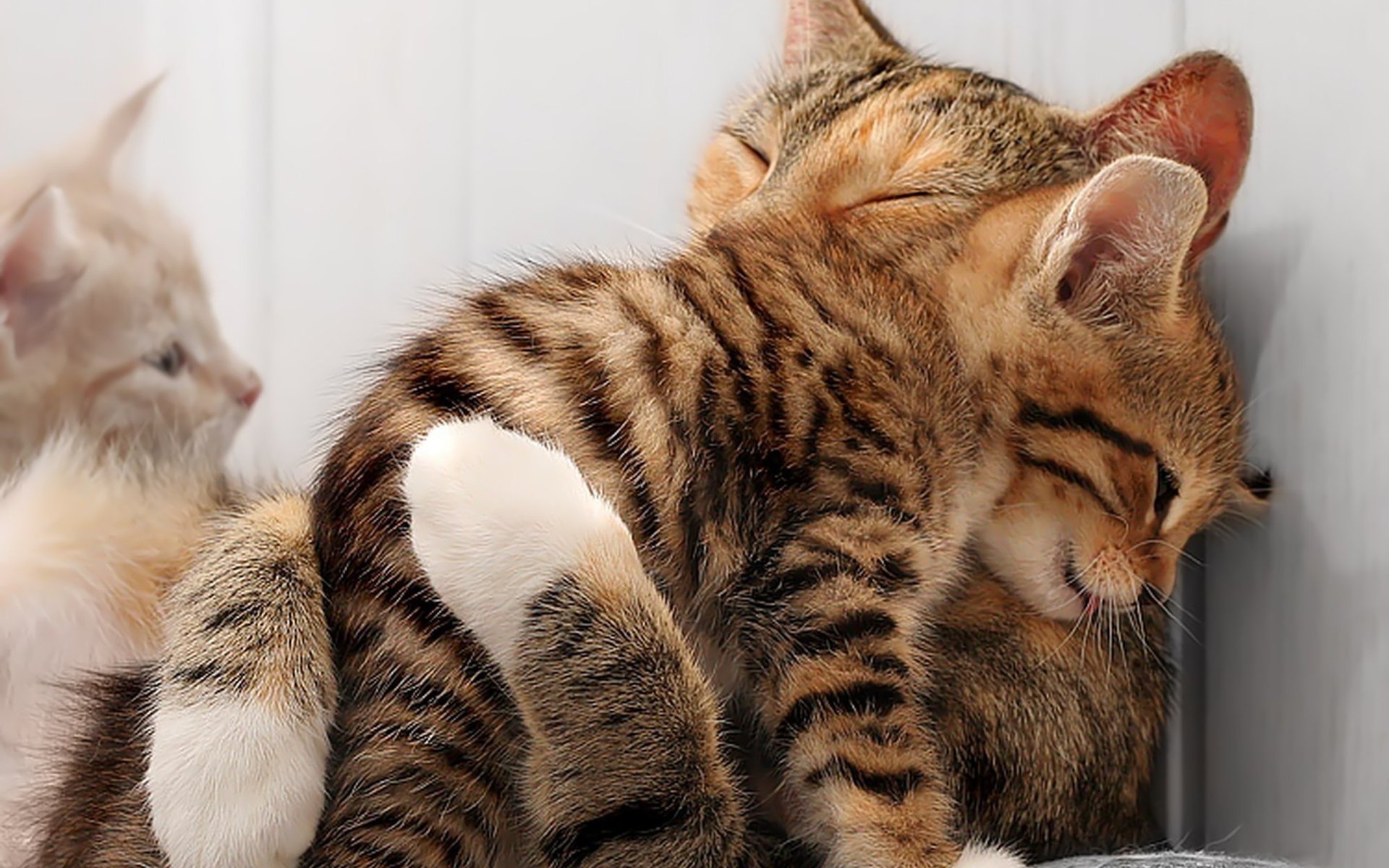 Two kittens cuddling together HD Wallpaper