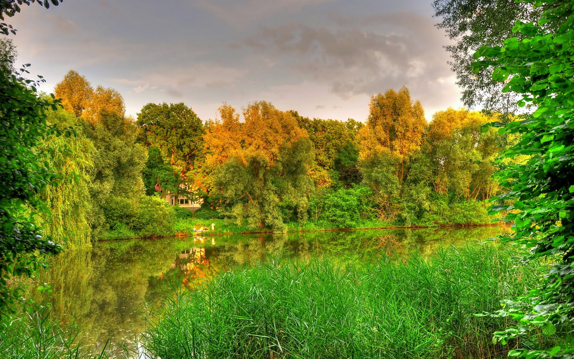 A tranquil lake surrounded by trees and reeds HD Wallpaper
